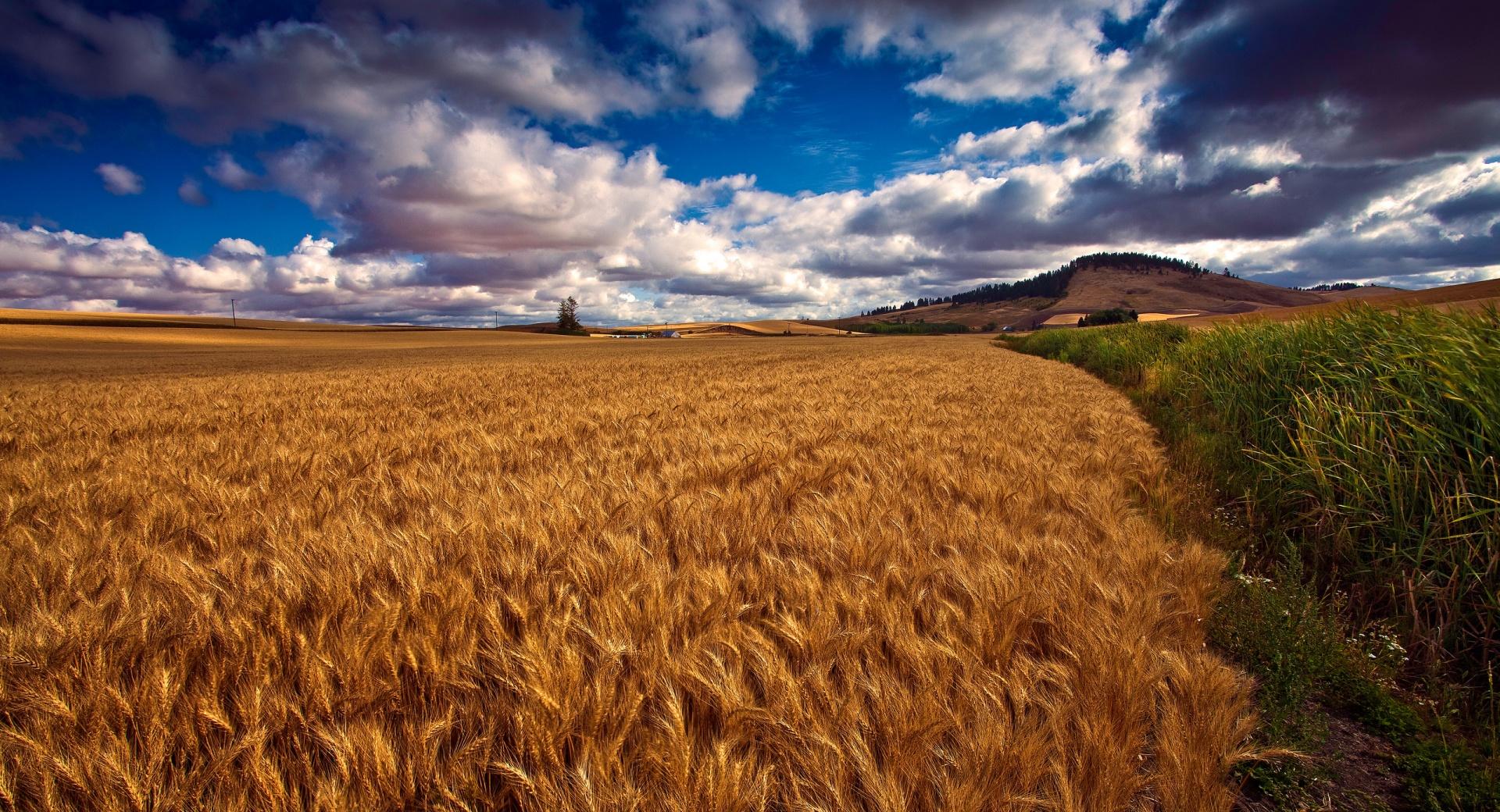 Beautiful Wheat Field HDR at 320 x 480 iPhone size wallpapers HD quality