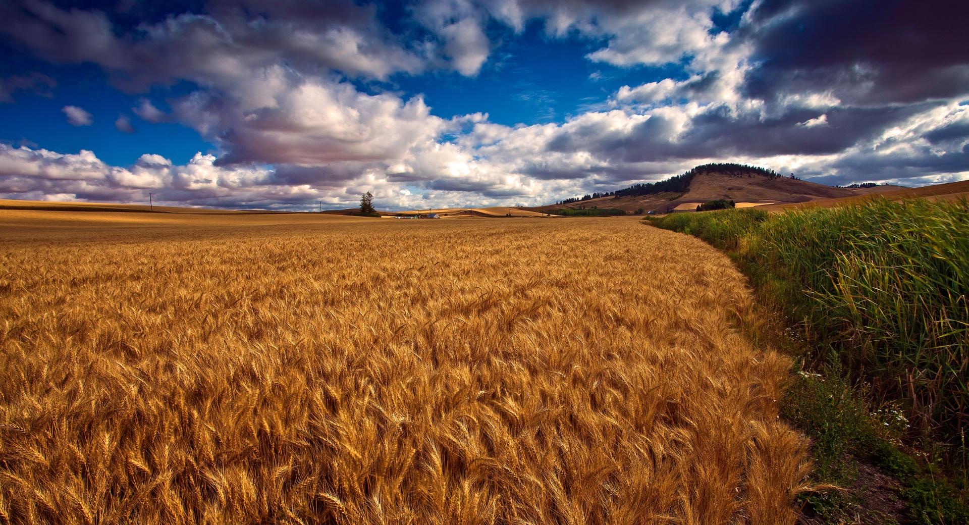 Beautiful Wheat Field HDR at 1024 x 768 size wallpapers HD quality