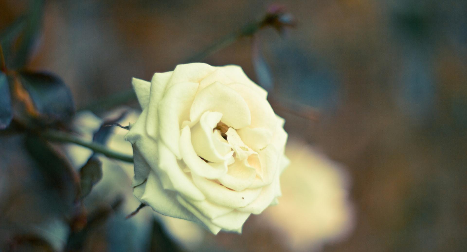 Beautiful White Rose at 1280 x 960 size wallpapers HD quality