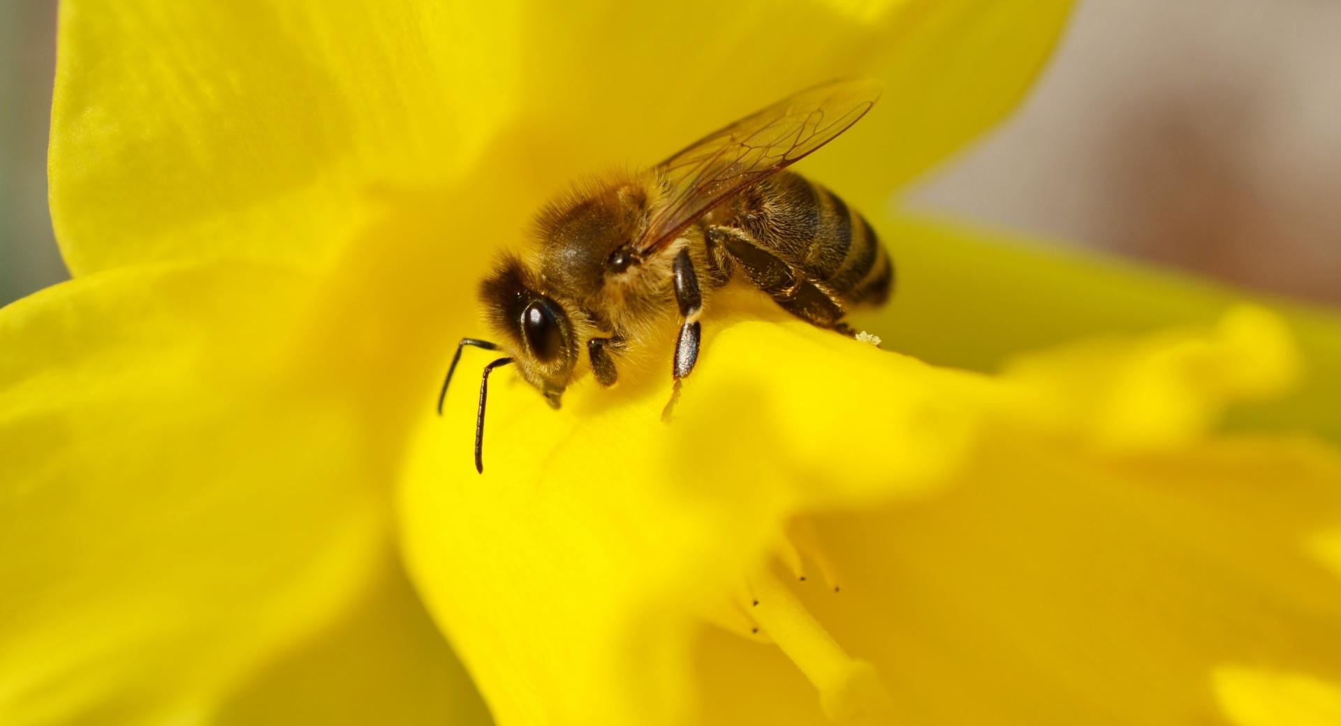 Bee on a Daffodil at 1600 x 1200 size wallpapers HD quality
