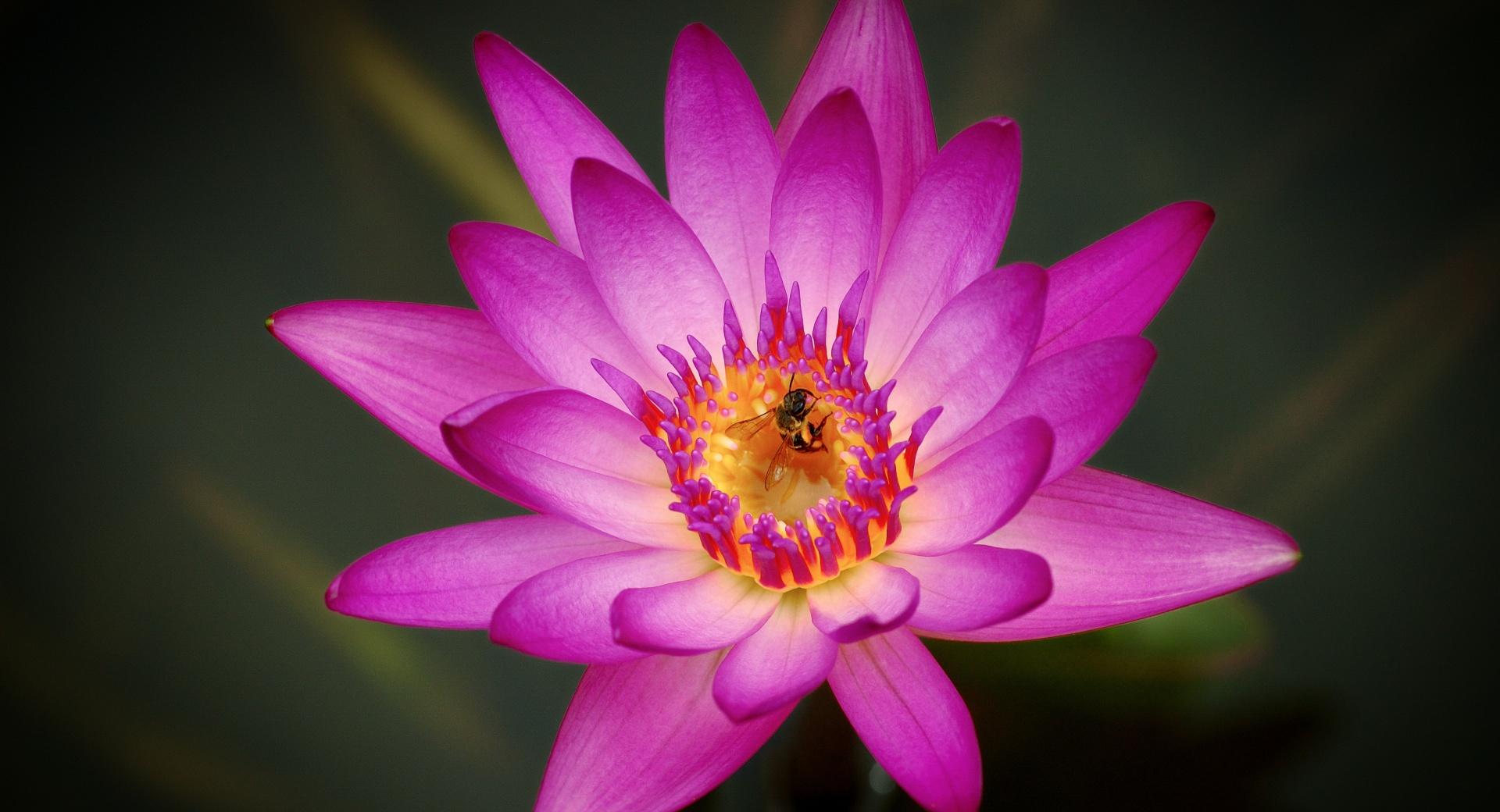 Bee on a Pink Water Lily Flower at 1280 x 960 size wallpapers HD quality