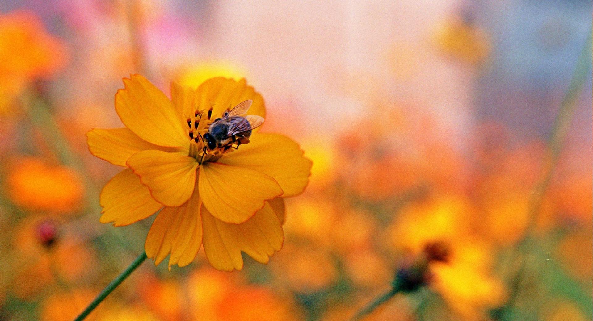 Bee Sitting On A Orange Flower at 1152 x 864 size wallpapers HD quality
