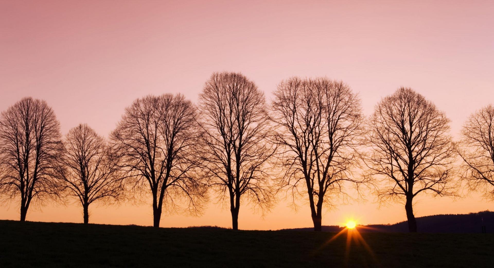 Beech Trees At Sunrise at 1024 x 768 size wallpapers HD quality