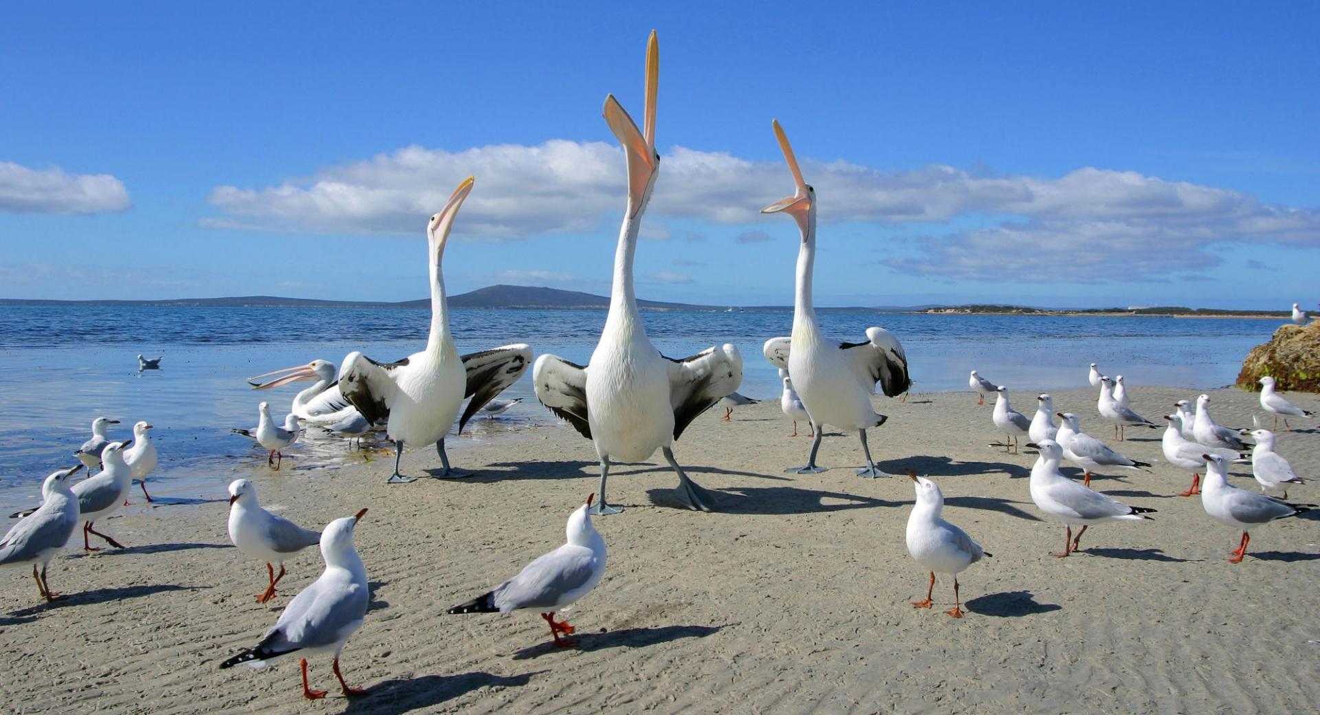 Beggars Pelicans And Seagulls at 1024 x 768 size wallpapers HD quality