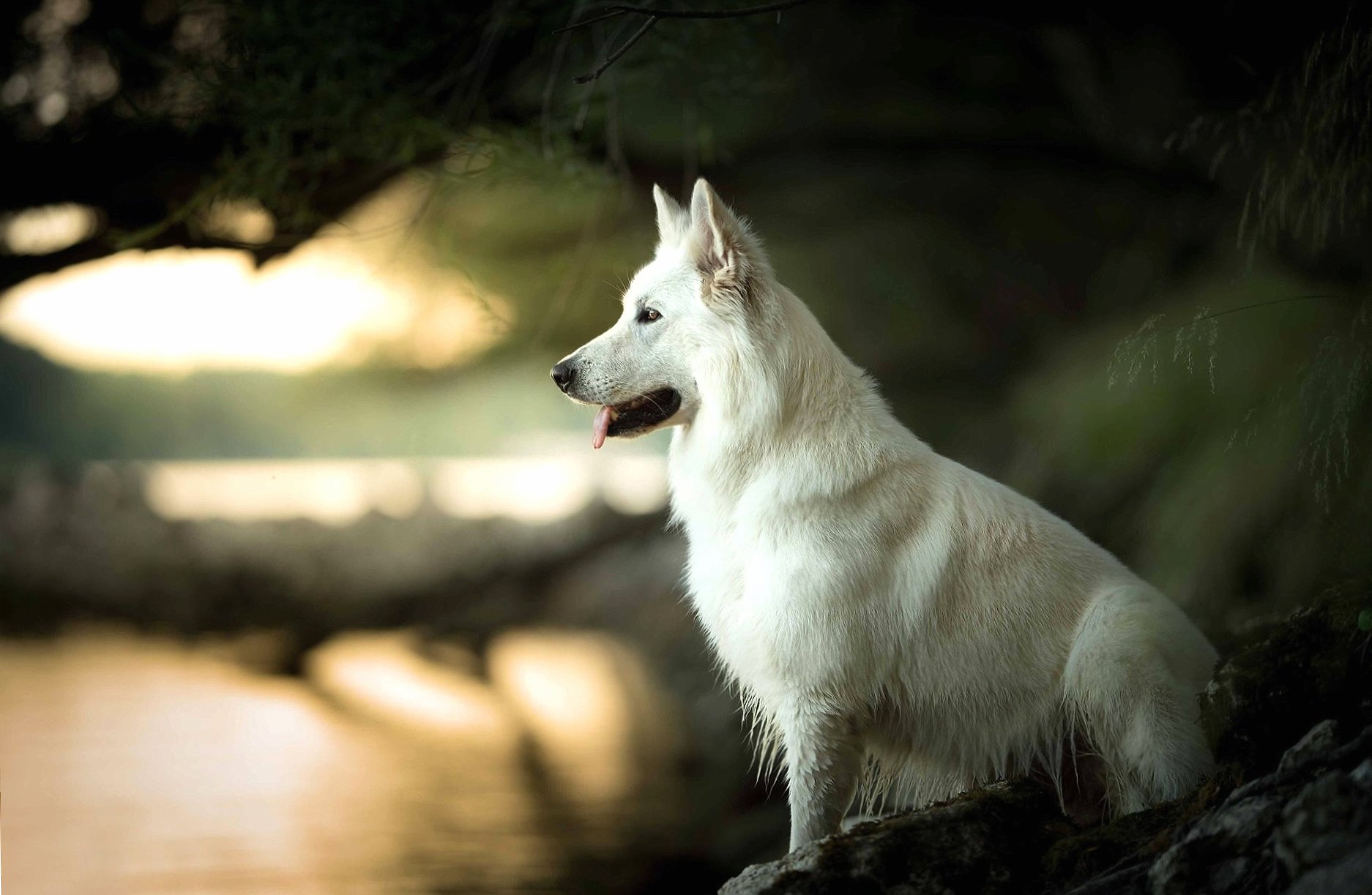 Berger Blanc Suisse at 1152 x 864 size wallpapers HD quality