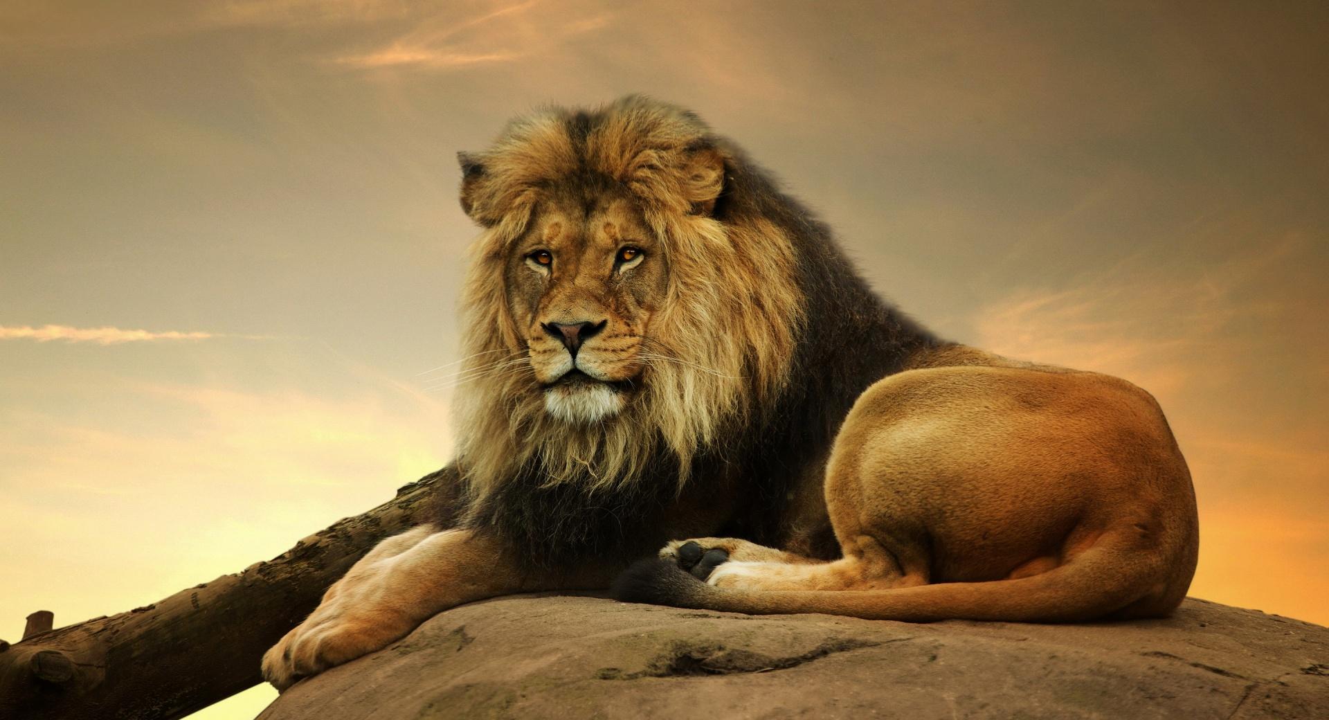 Big Lion On Stone at 1152 x 864 size wallpapers HD quality