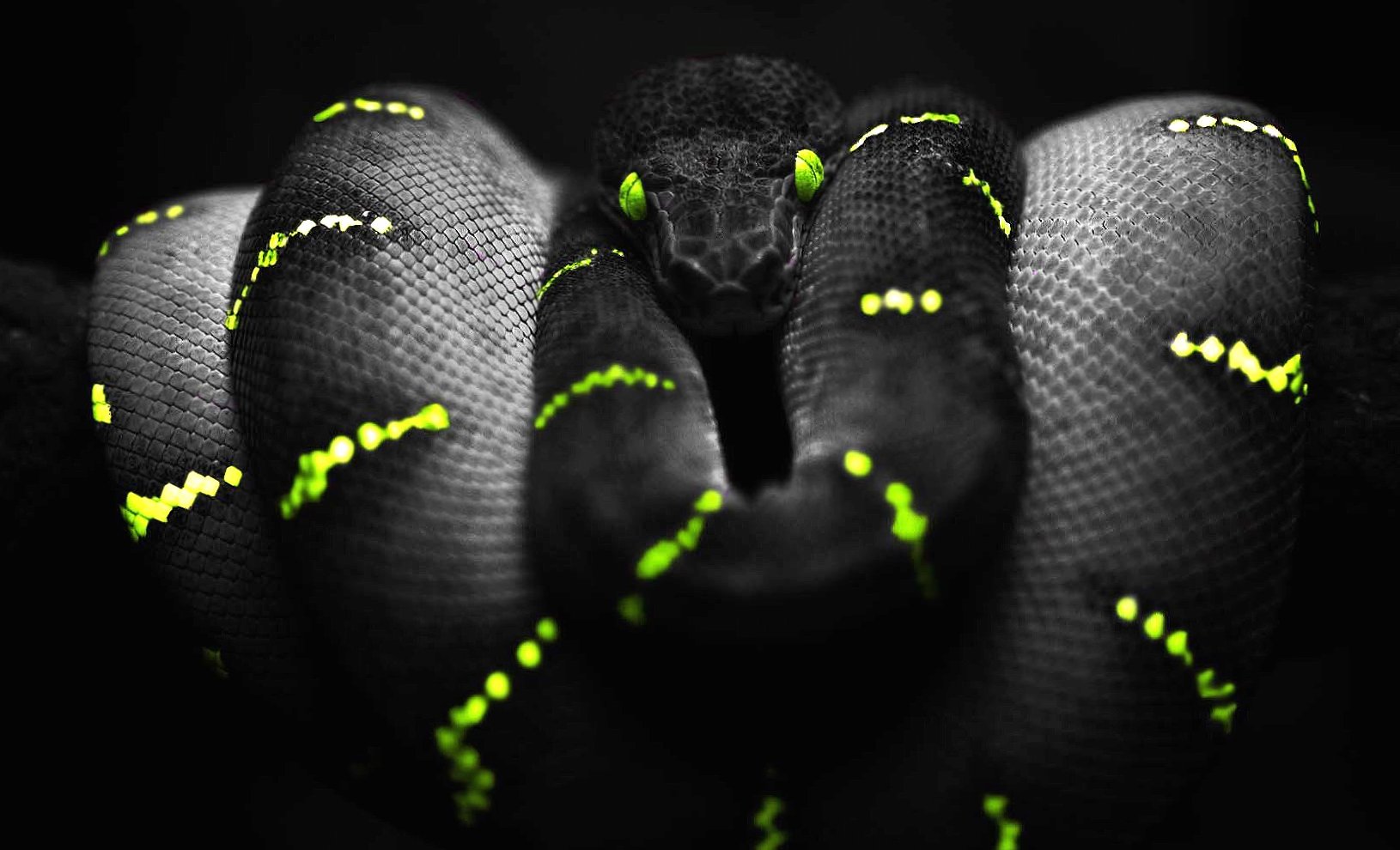 Black and yellow snake at 1280 x 960 size wallpapers HD quality