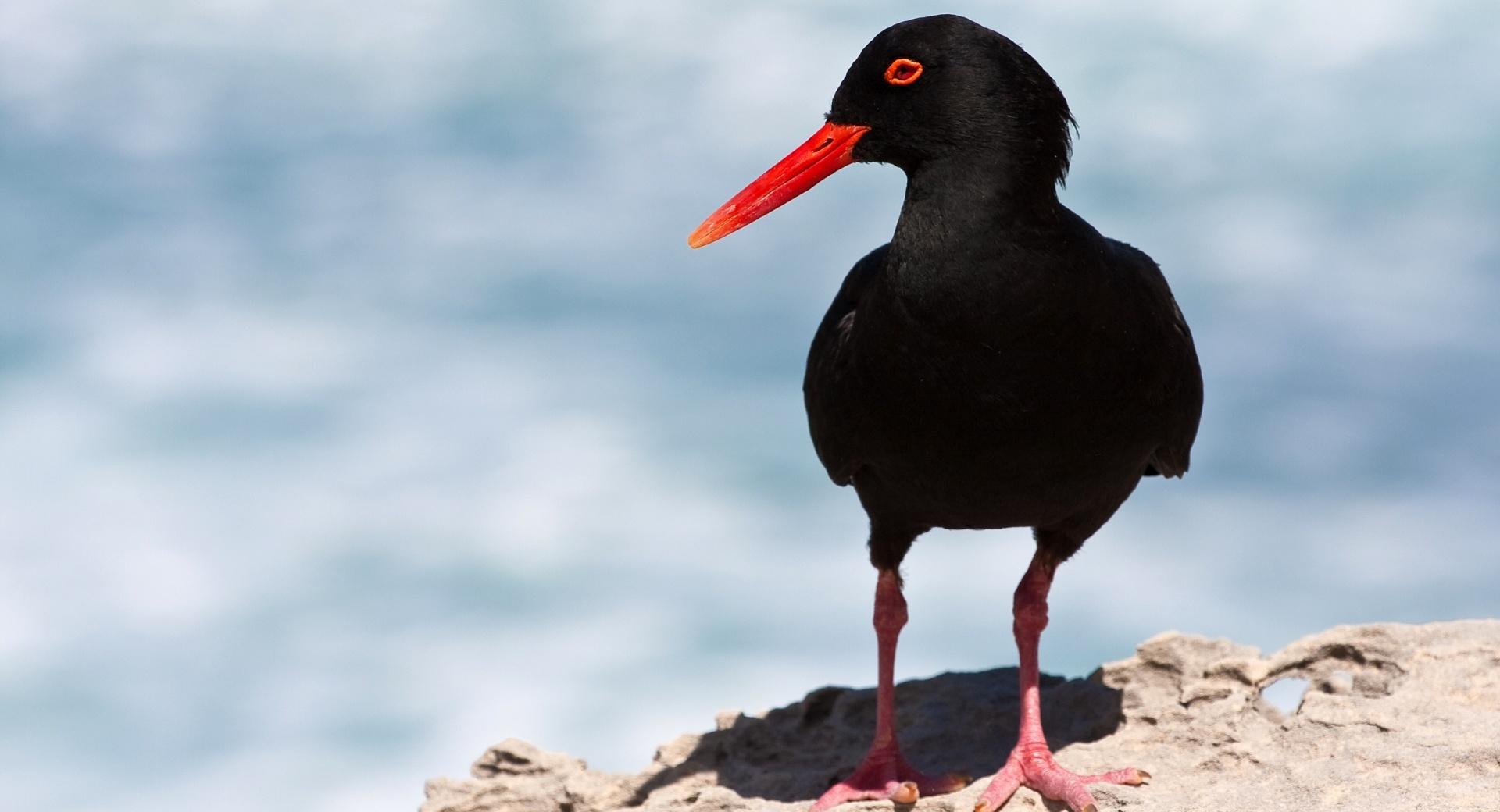 Black Oystercatcher at 640 x 960 iPhone 4 size wallpapers HD quality