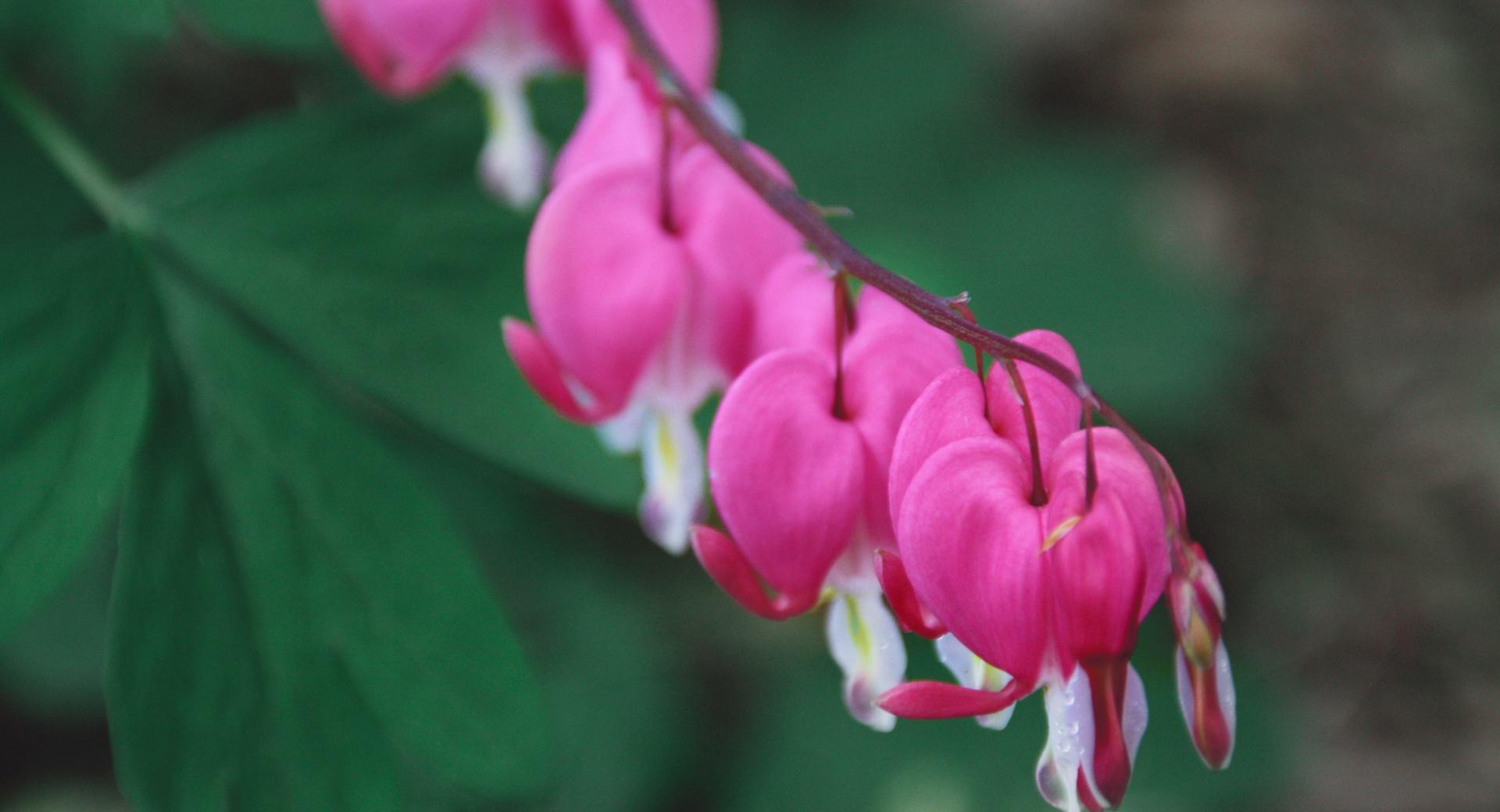 Bleeding Hearts at 1024 x 768 size wallpapers HD quality