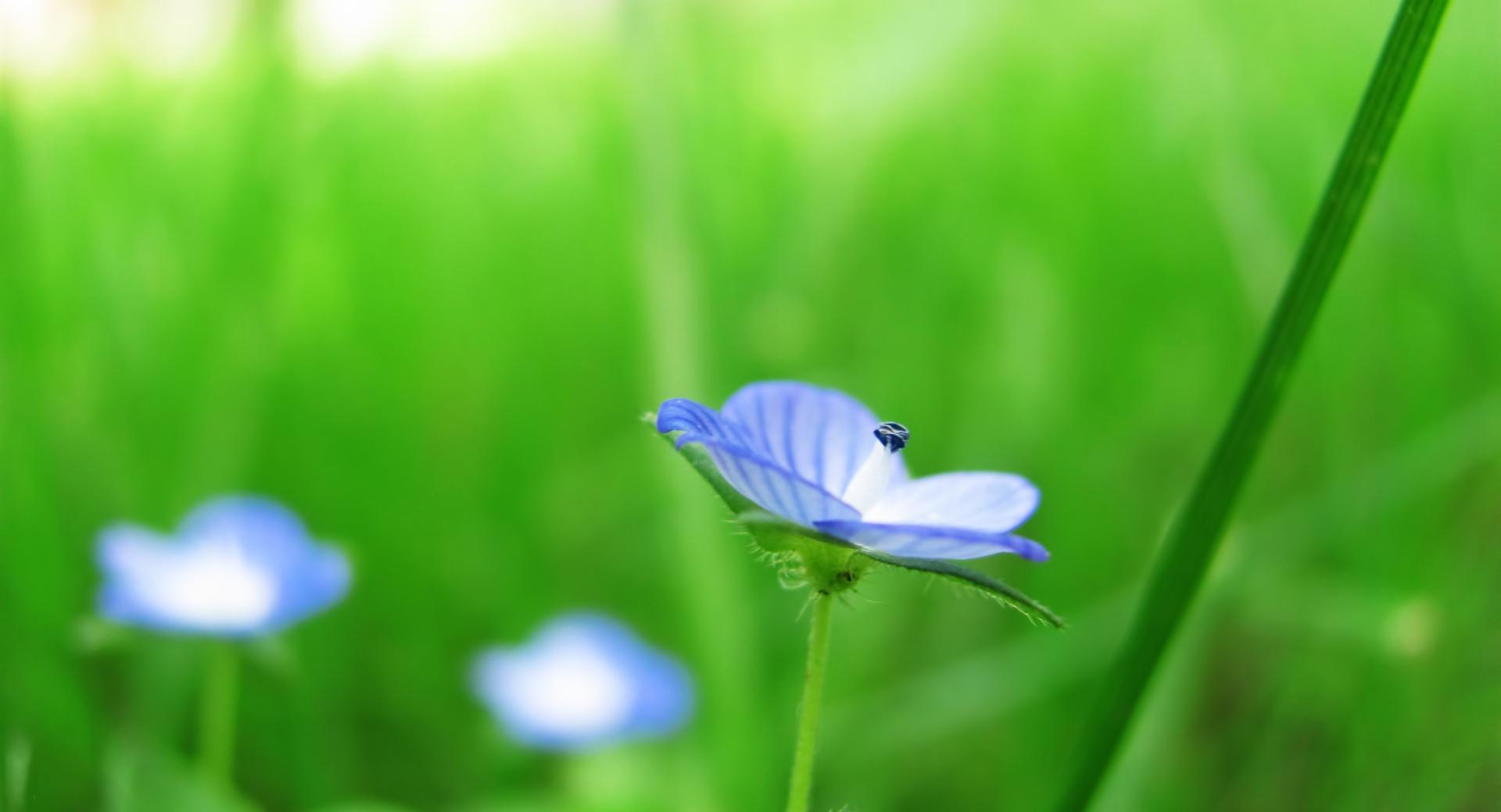 Blue and Green at 640 x 960 iPhone 4 size wallpapers HD quality