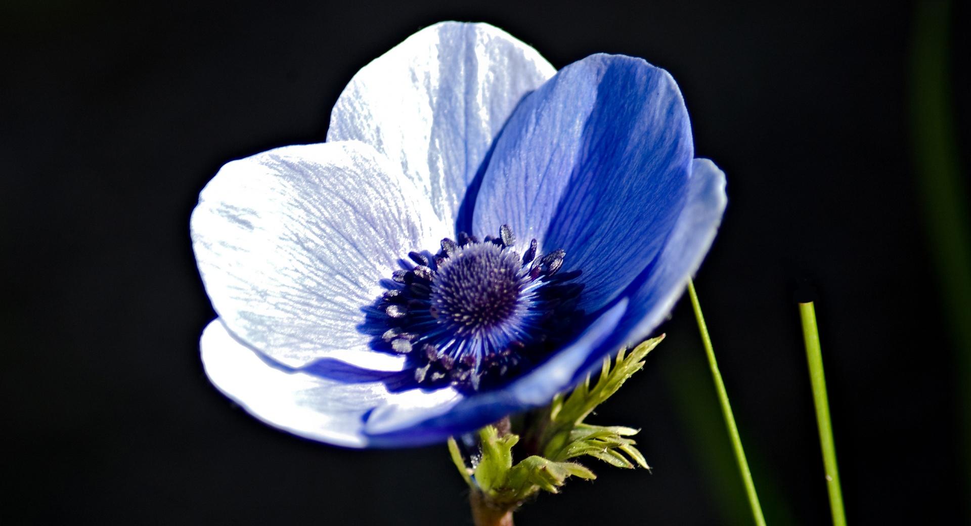 Blue Anemone wallpapers HD quality