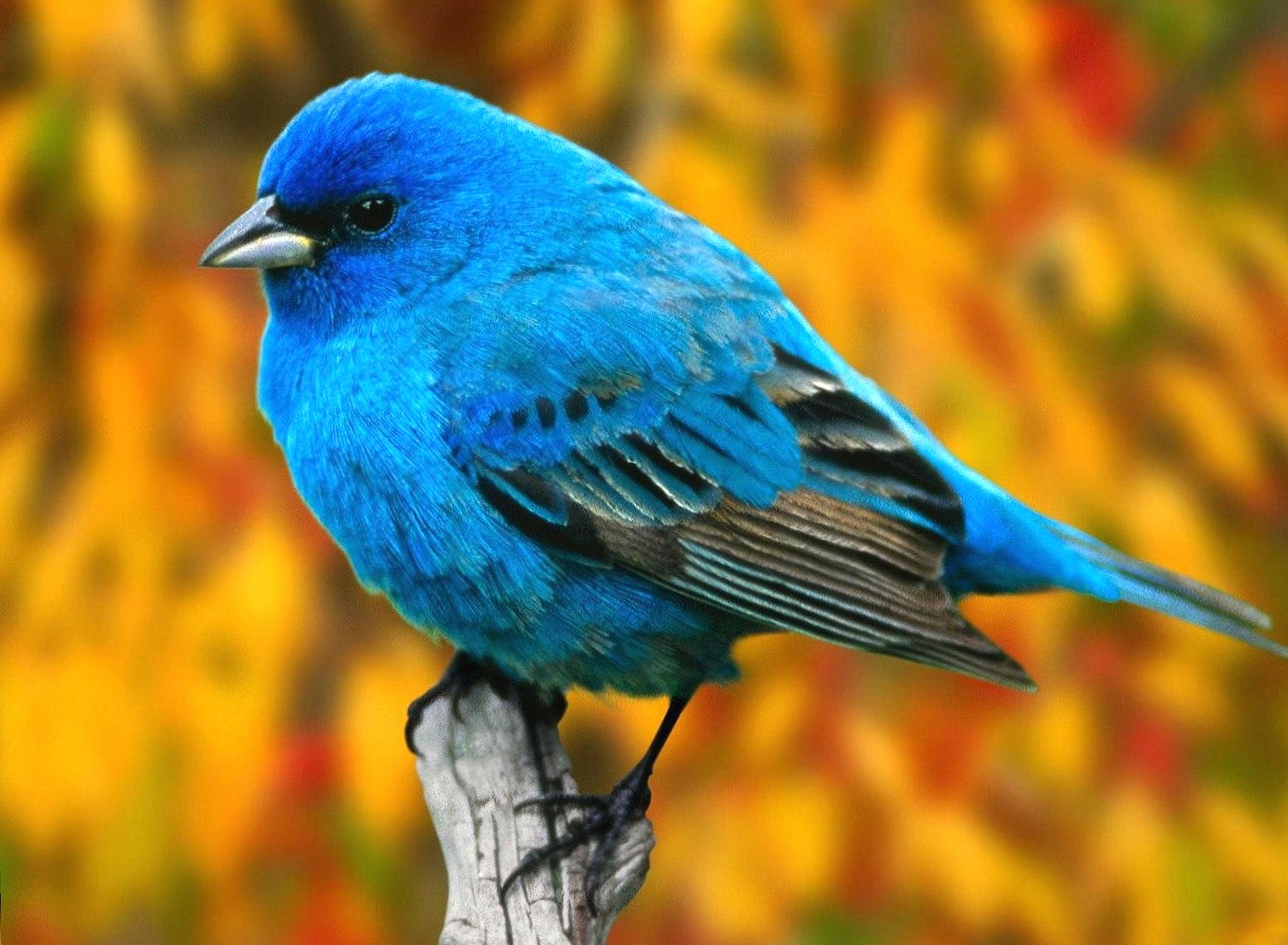 Blue bird at 640 x 1136 iPhone 5 size wallpapers HD quality