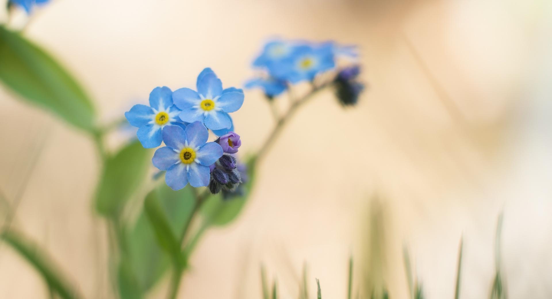 Blue Forget-me-nots Flowers Macro at 1024 x 1024 iPad size wallpapers HD quality