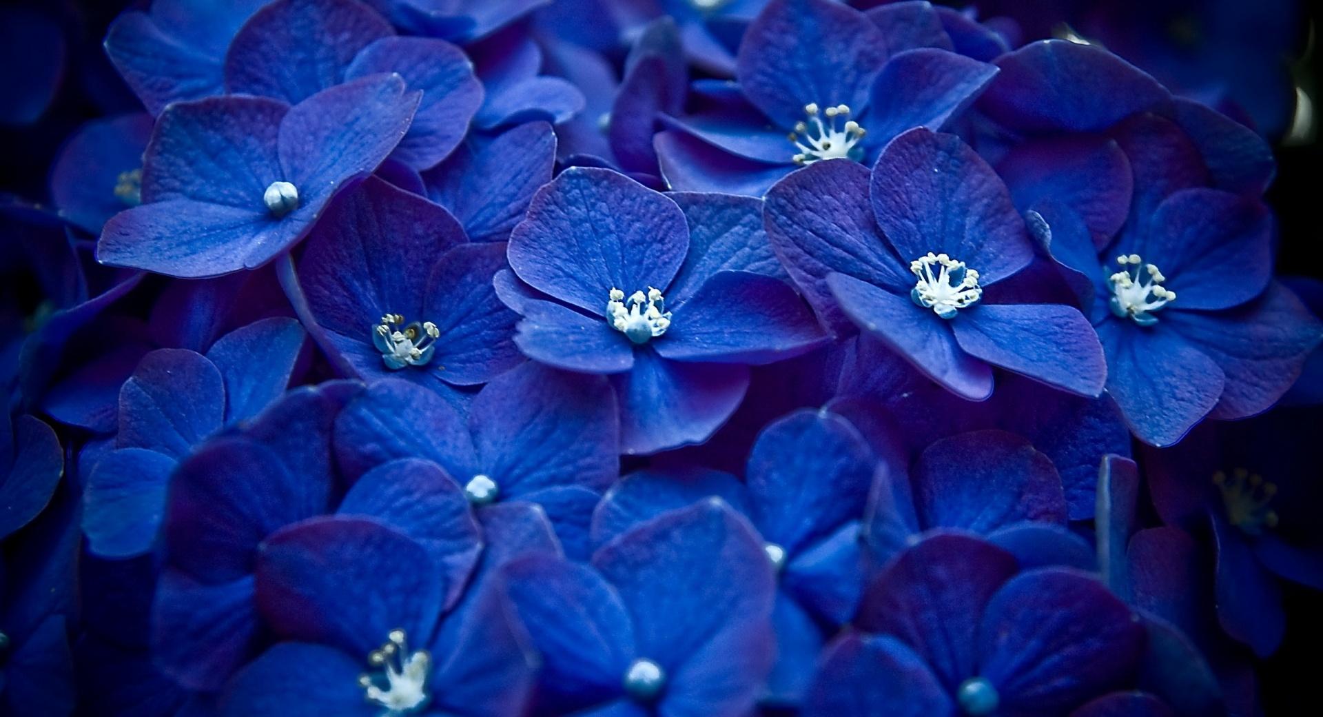 Blue Hortensia wallpapers HD quality