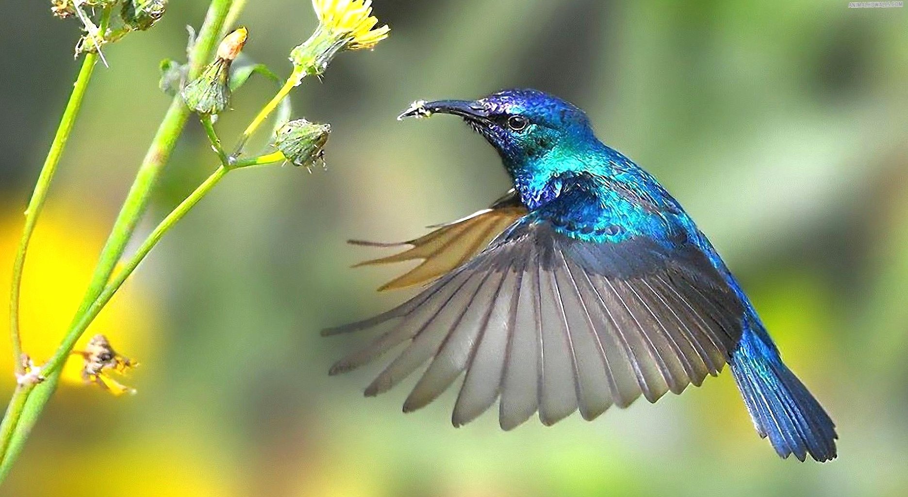Blue hummingbird at 640 x 1136 iPhone 5 size wallpapers HD quality