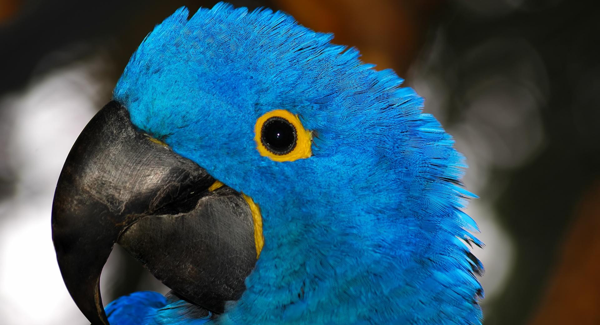 Blue Parrot at 1600 x 1200 size wallpapers HD quality