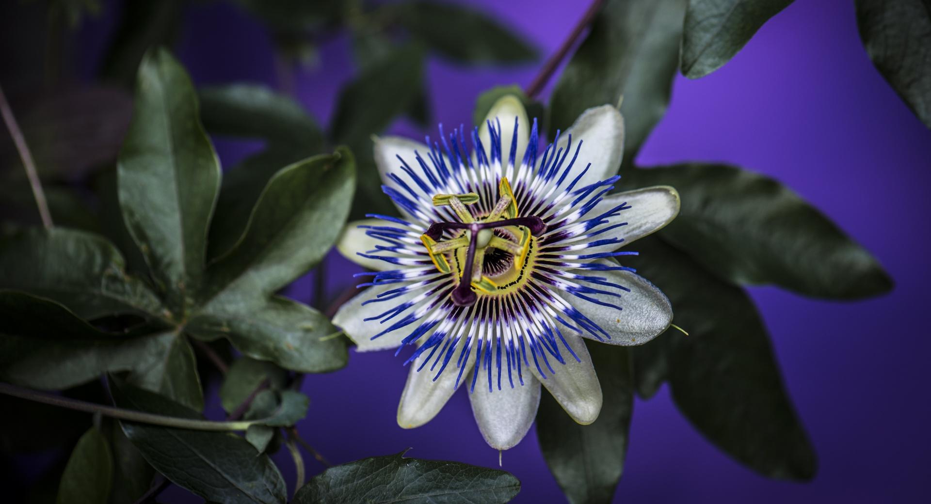 Blue Passion Flower at 750 x 1334 iPhone 6 size wallpapers HD quality