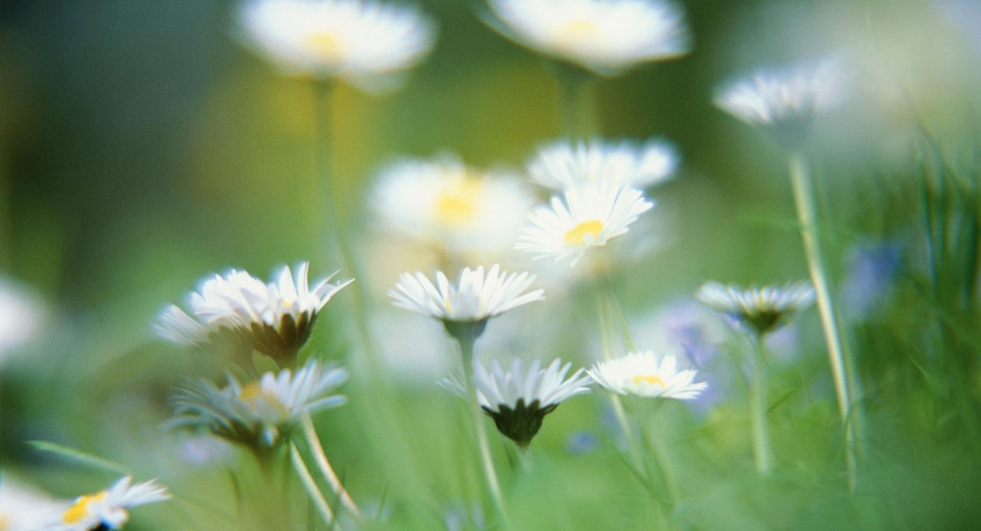 Blurry Daisies at 750 x 1334 iPhone 6 size wallpapers HD quality