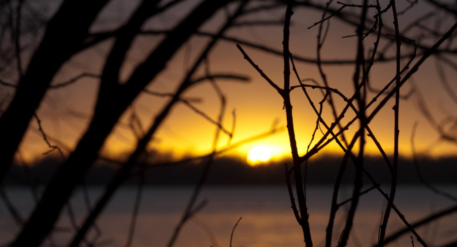 Branches, Dusk at 640 x 1136 iPhone 5 size wallpapers HD quality