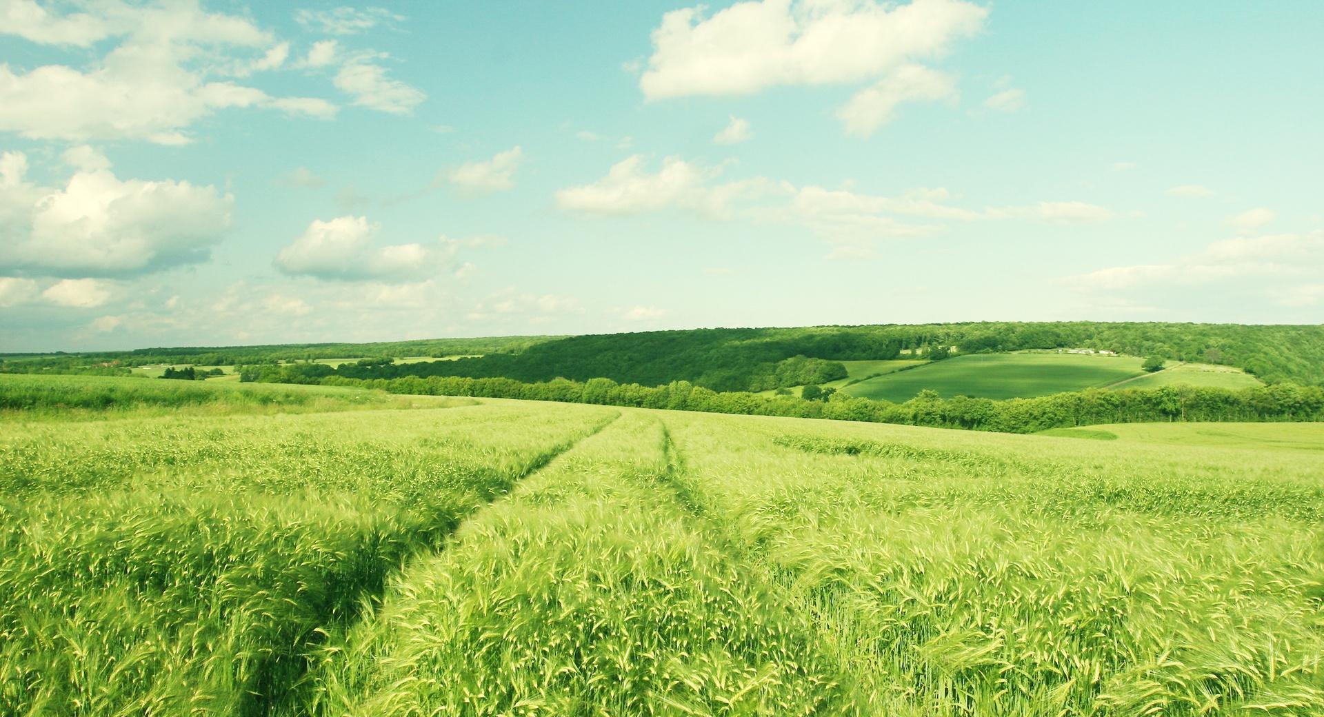 Bright Green Field at 1152 x 864 size wallpapers HD quality