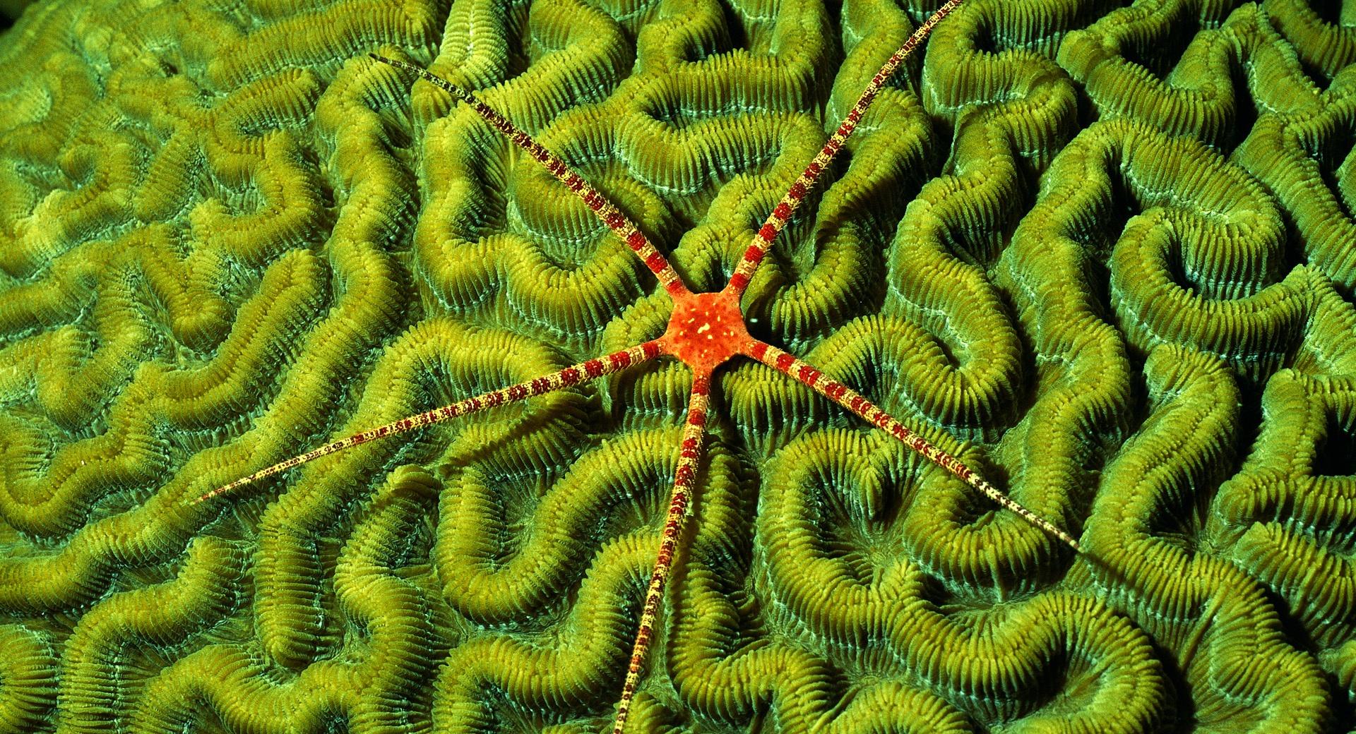 Brittlestar On Brain Coral at 320 x 480 iPhone size wallpapers HD quality