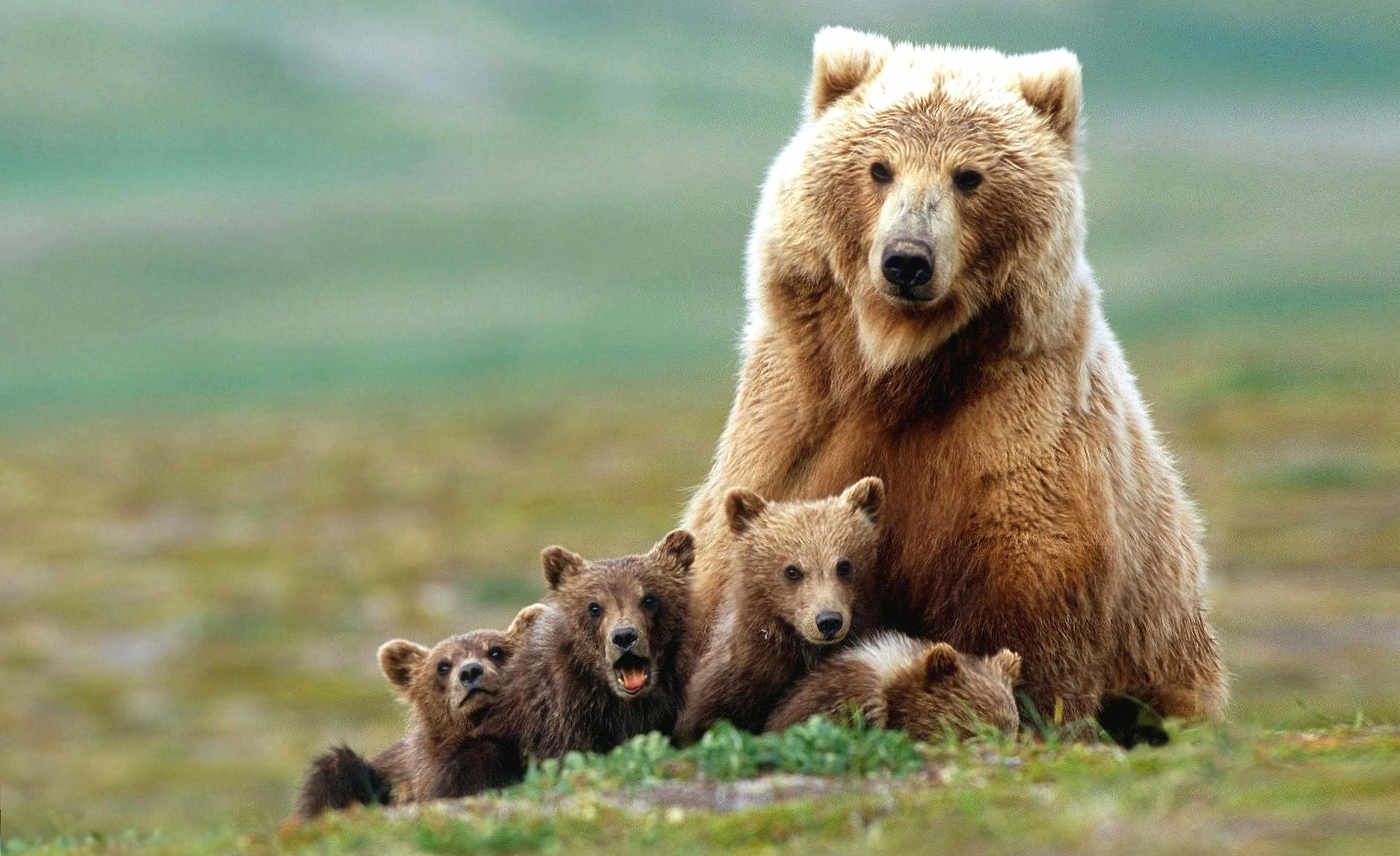 Brown bear family wallpapers HD quality