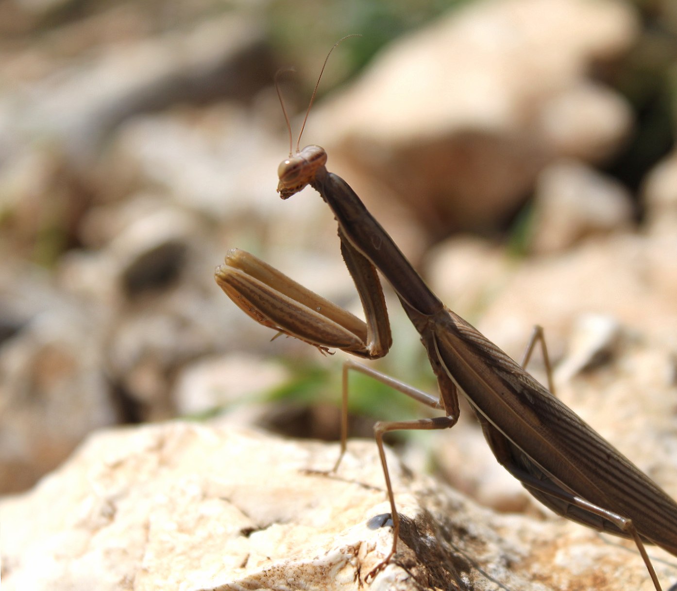 Brown Mantis at 1600 x 1200 size wallpapers HD quality