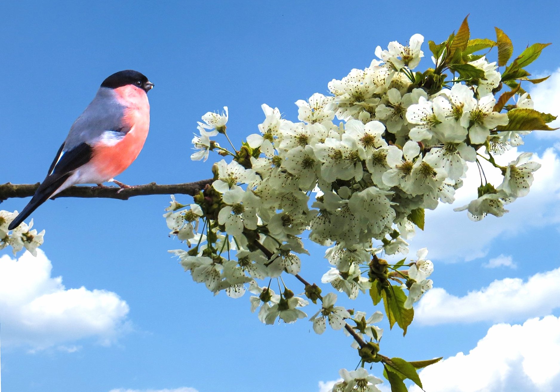 Bullfinch at 1280 x 960 size wallpapers HD quality