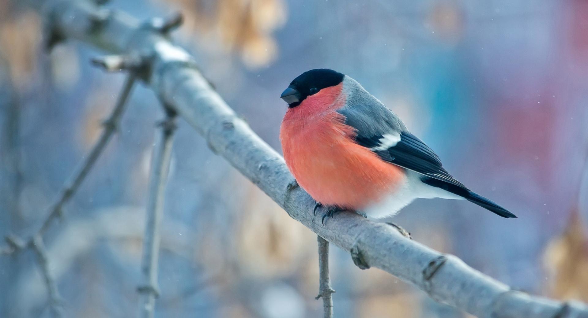 Bullfinch Winter at 750 x 1334 iPhone 6 size wallpapers HD quality