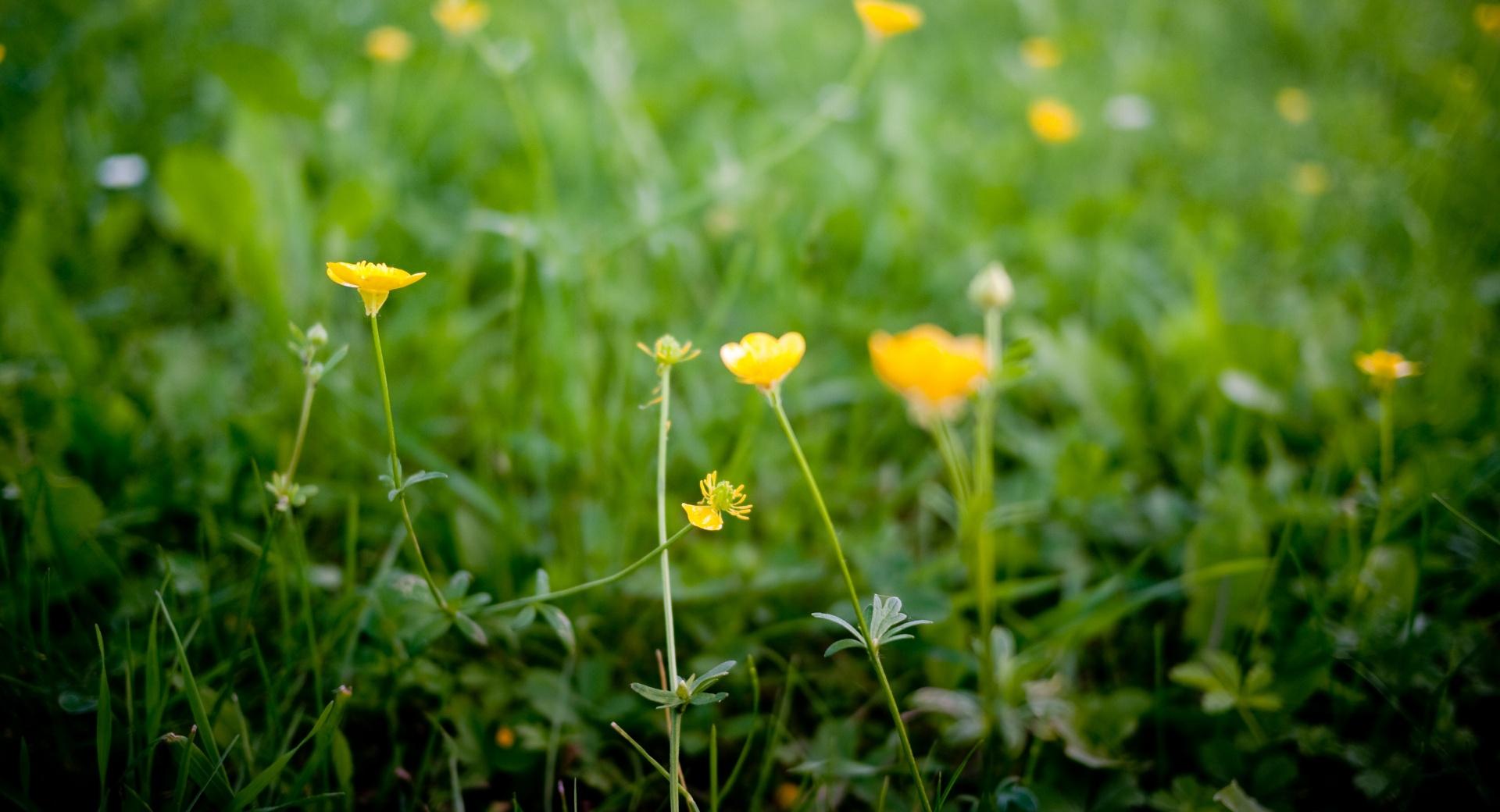 Buttercup Flowers at 1152 x 864 size wallpapers HD quality