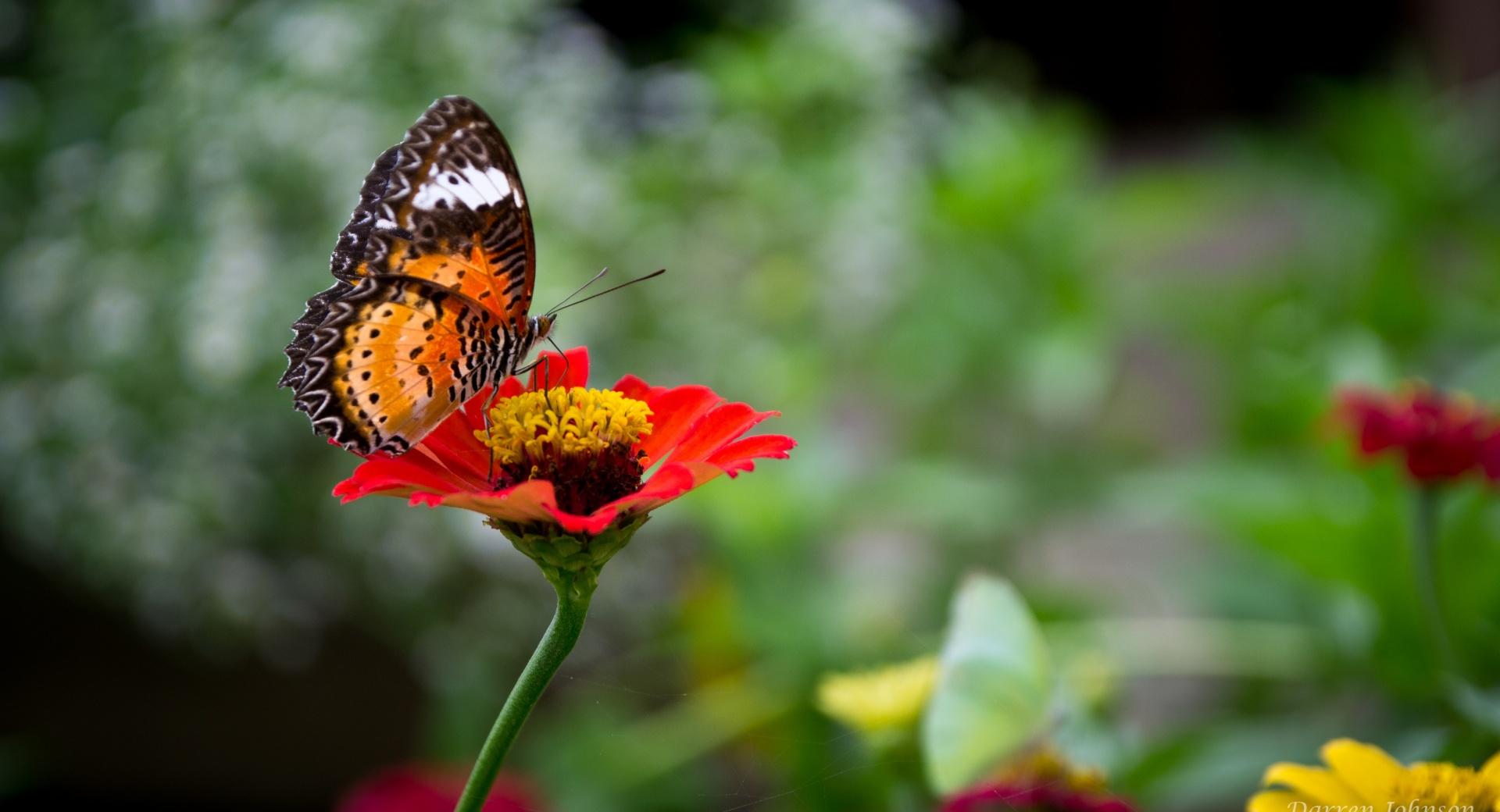 Butterfly  Thailand at 1600 x 1200 size wallpapers HD quality