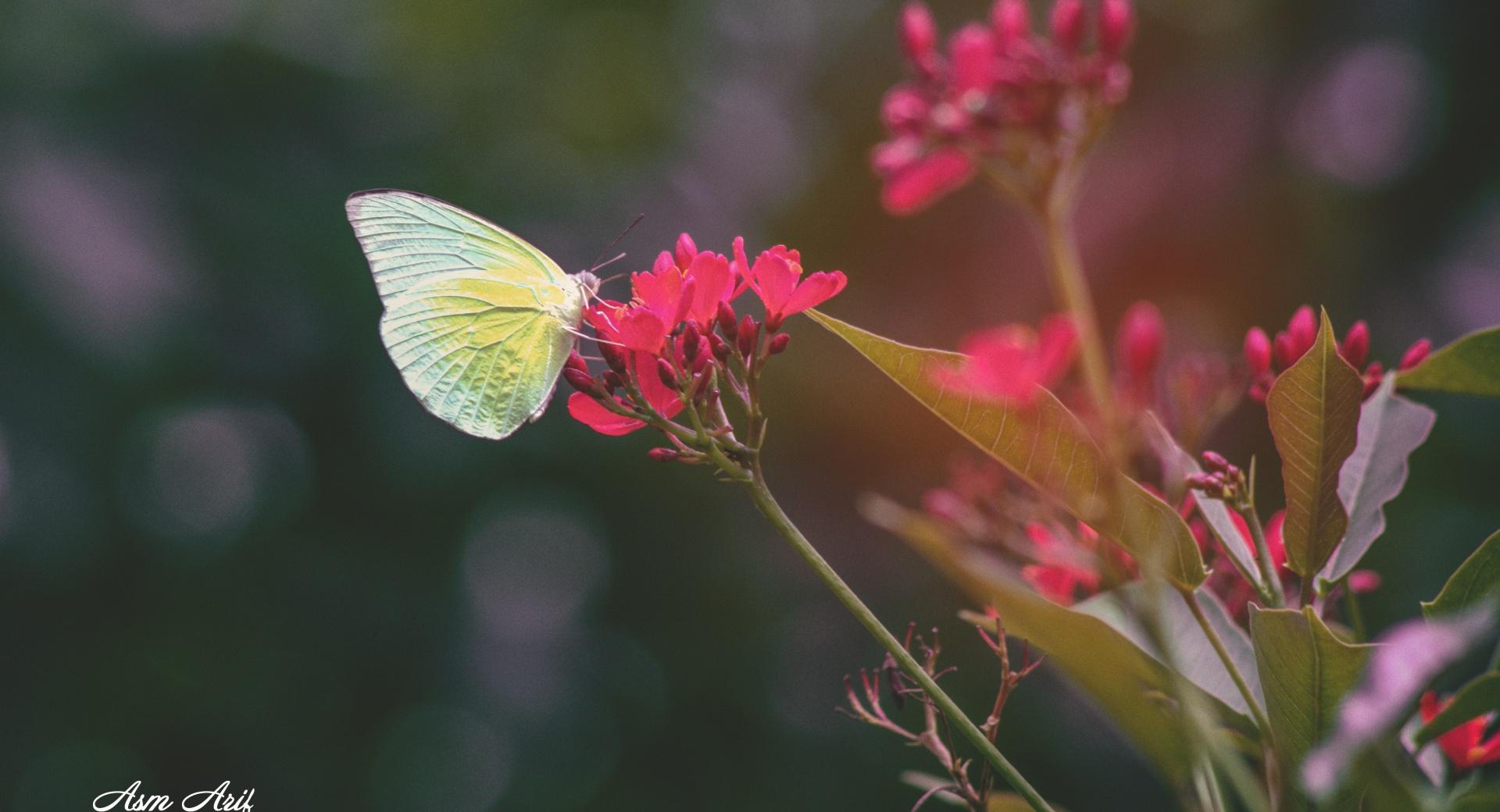Butterfly and Flower at 1152 x 864 size wallpapers HD quality