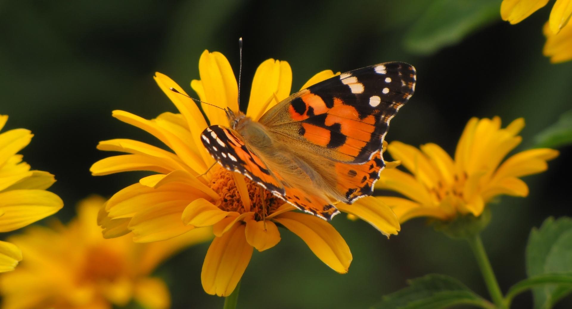 Butterfly Macro, Summer wallpapers HD quality