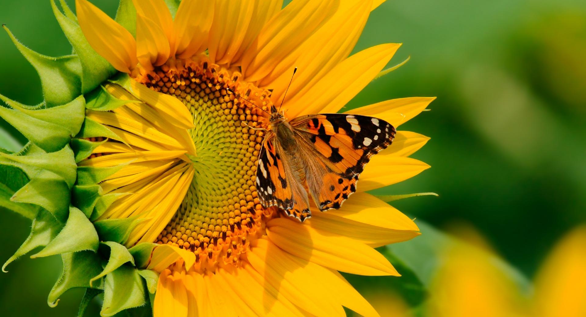 Butterfly on Sunflower at 1024 x 1024 iPad size wallpapers HD quality