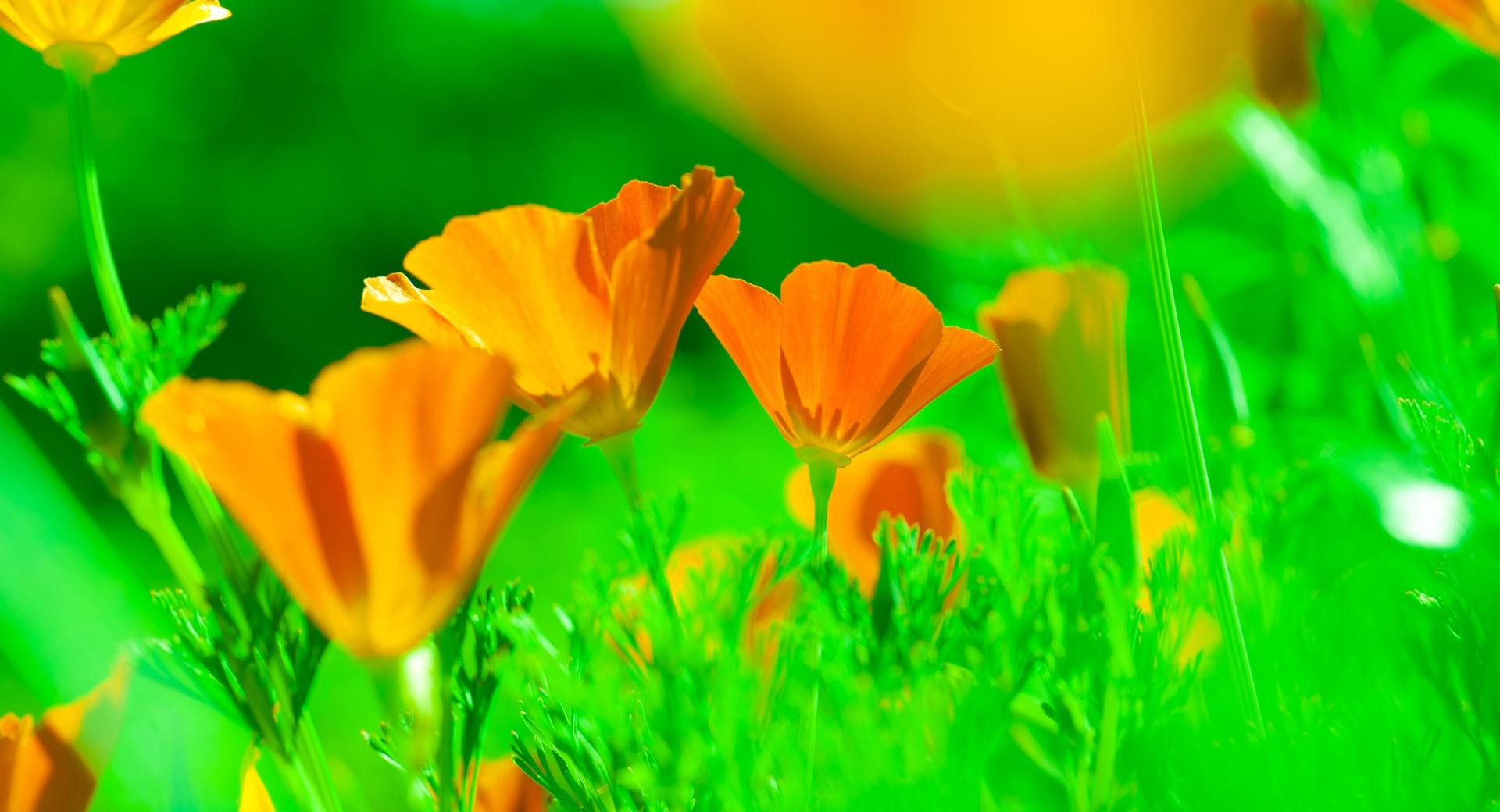 California Poppies at 1024 x 1024 iPad size wallpapers HD quality