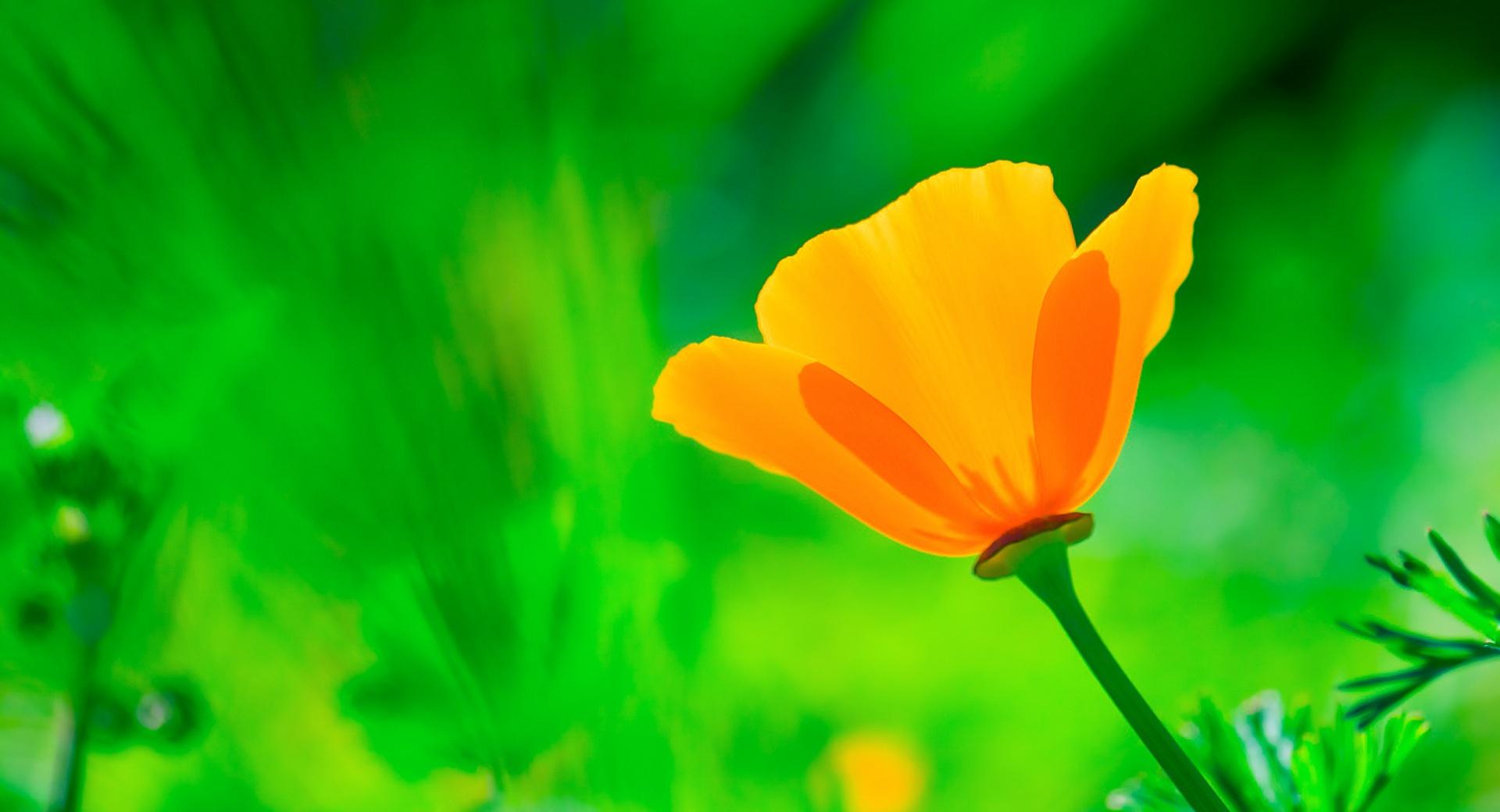 California Poppy, Green Background at 1024 x 1024 iPad size wallpapers HD quality