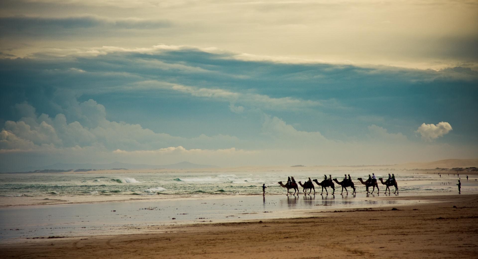 Camels On The Beach at 1152 x 864 size wallpapers HD quality