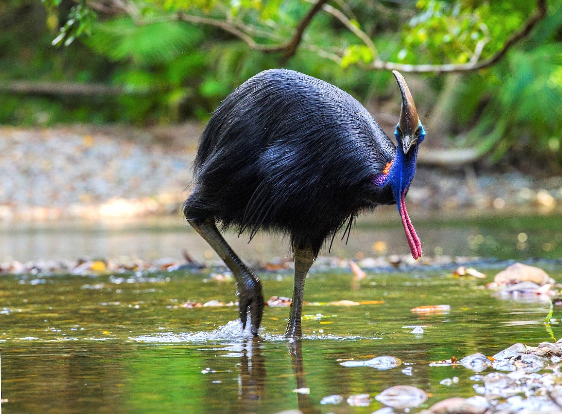 Cassowary at 320 x 480 iPhone size wallpapers HD quality