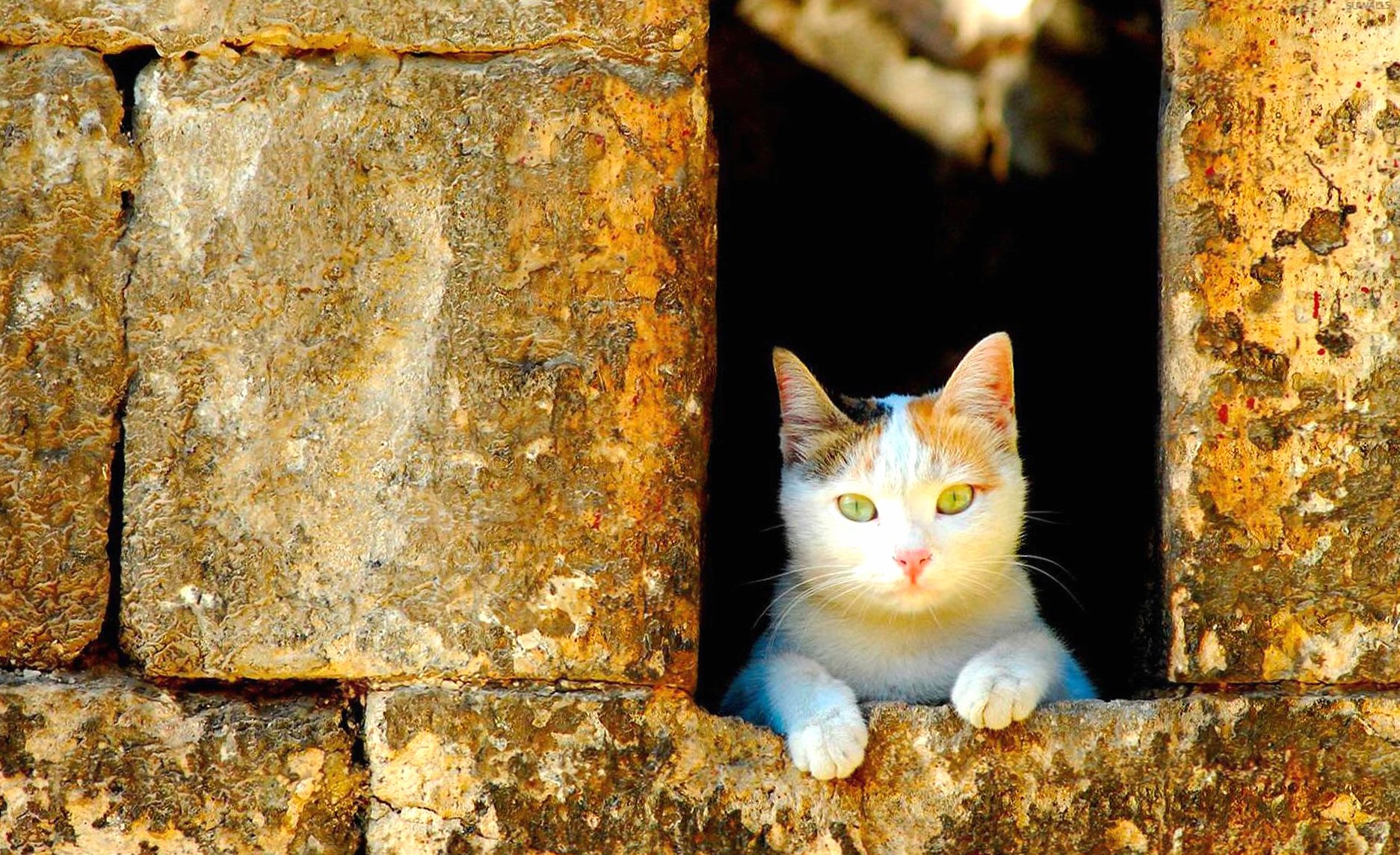 Cat looking out the window wallpapers HD quality