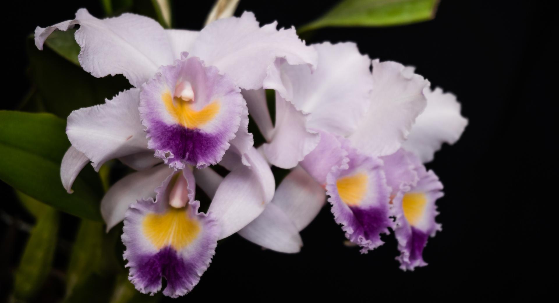 Cattleya Gaskelliana Coerulea Orchids Flowers wallpapers HD quality