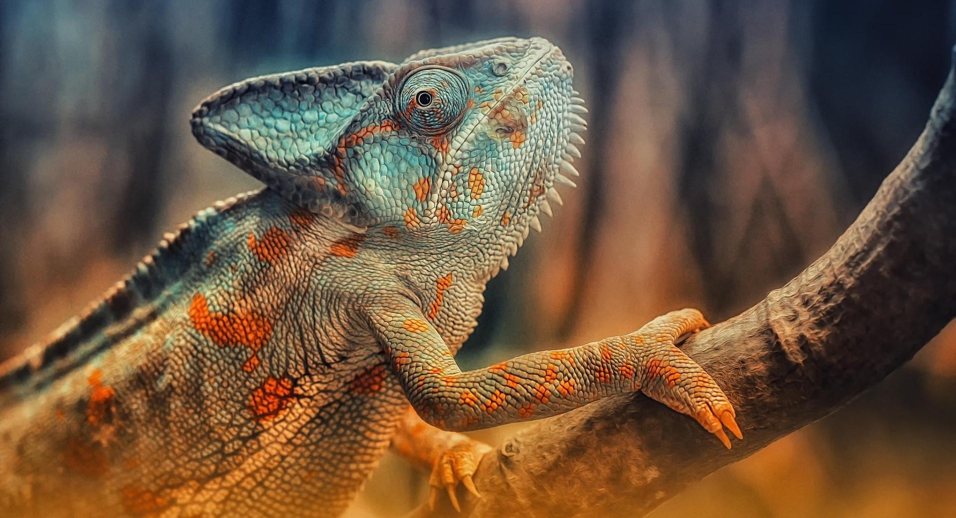 Chameleon Reptile Branch at 1600 x 1200 size wallpapers HD quality