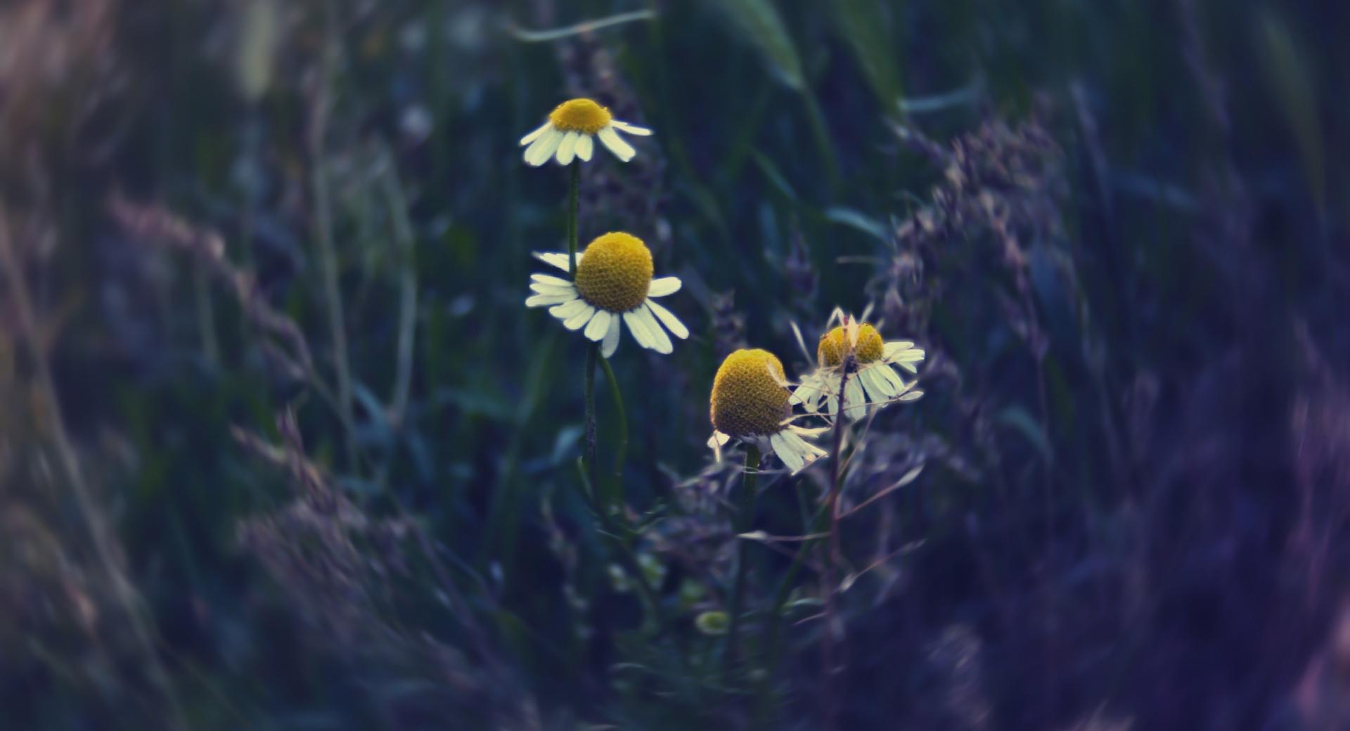 Chamomile at 320 x 480 iPhone size wallpapers HD quality