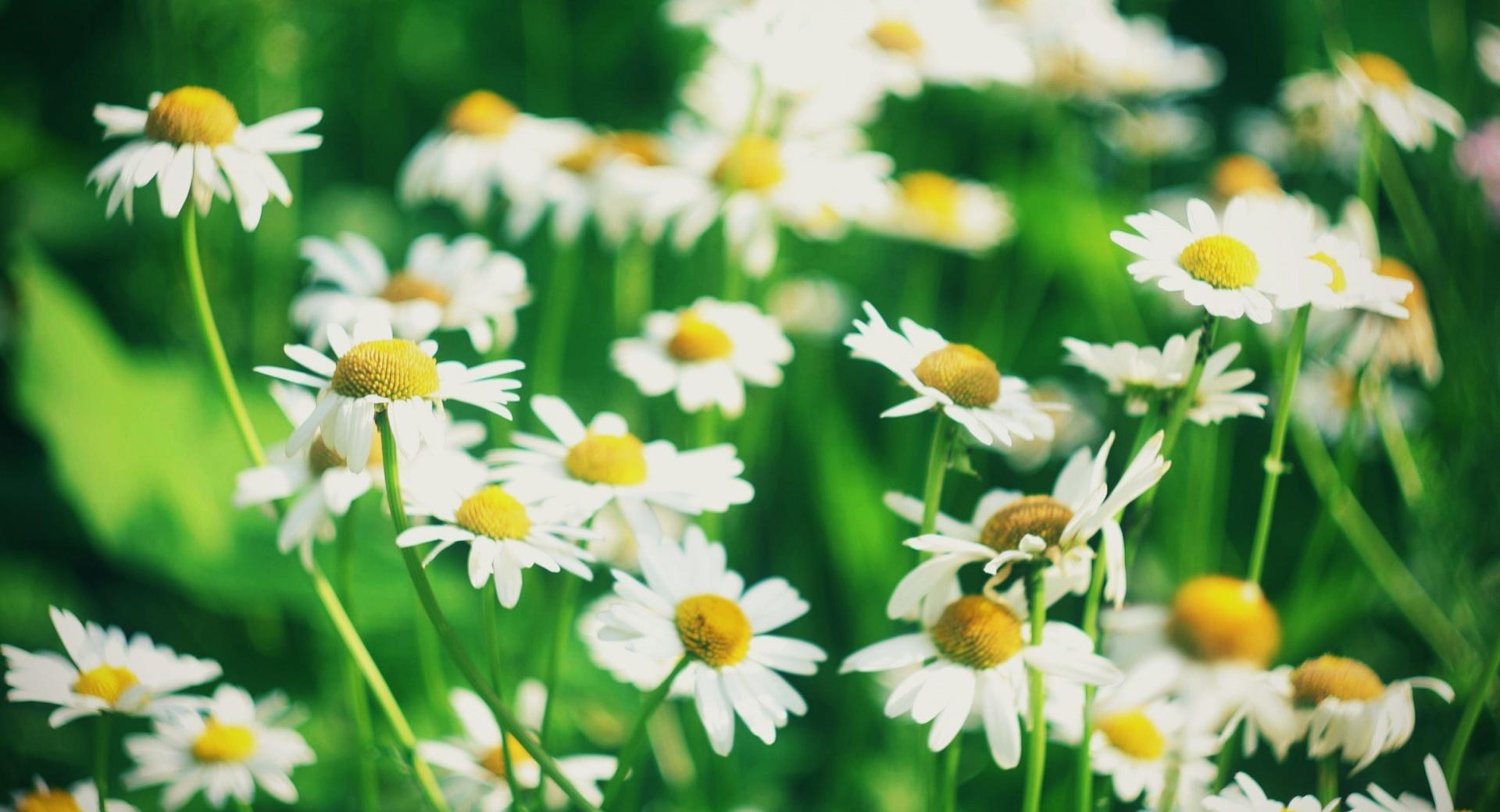 Chamomile Flowers at 2048 x 2048 iPad size wallpapers HD quality
