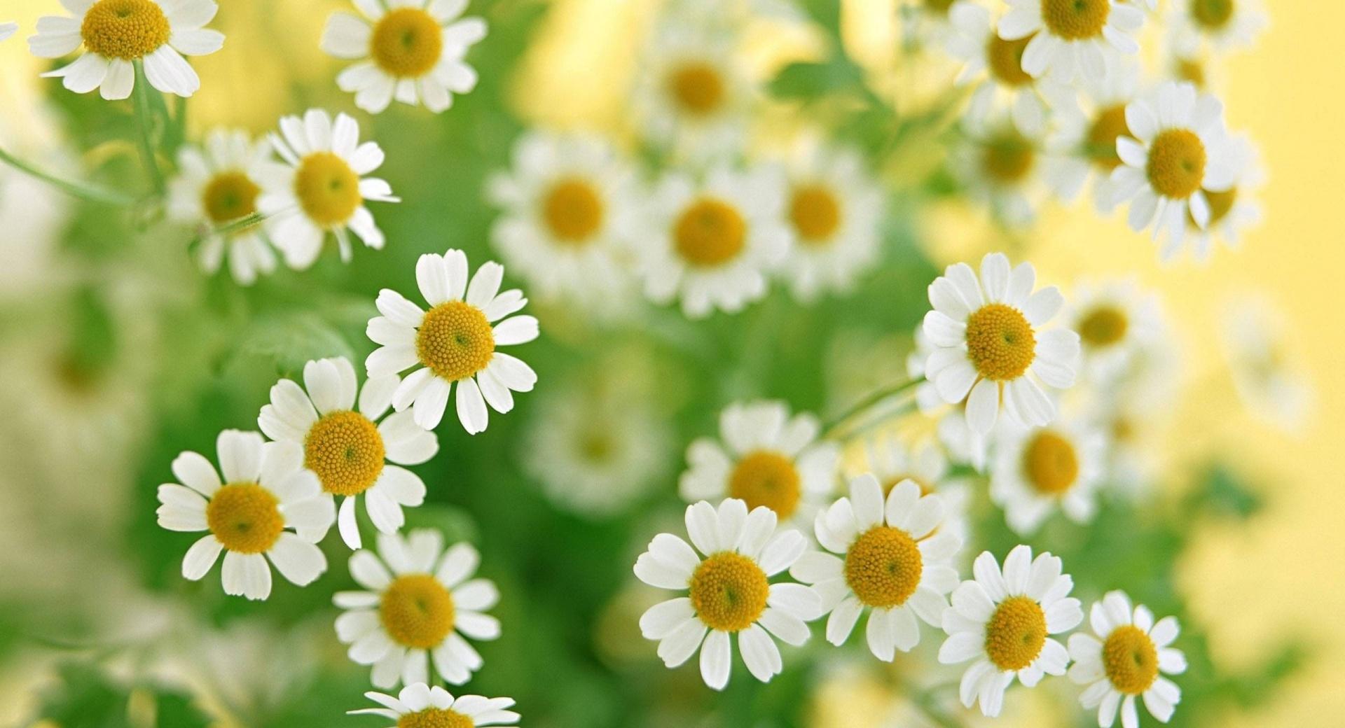 Chamomile Macro at 1152 x 864 size wallpapers HD quality