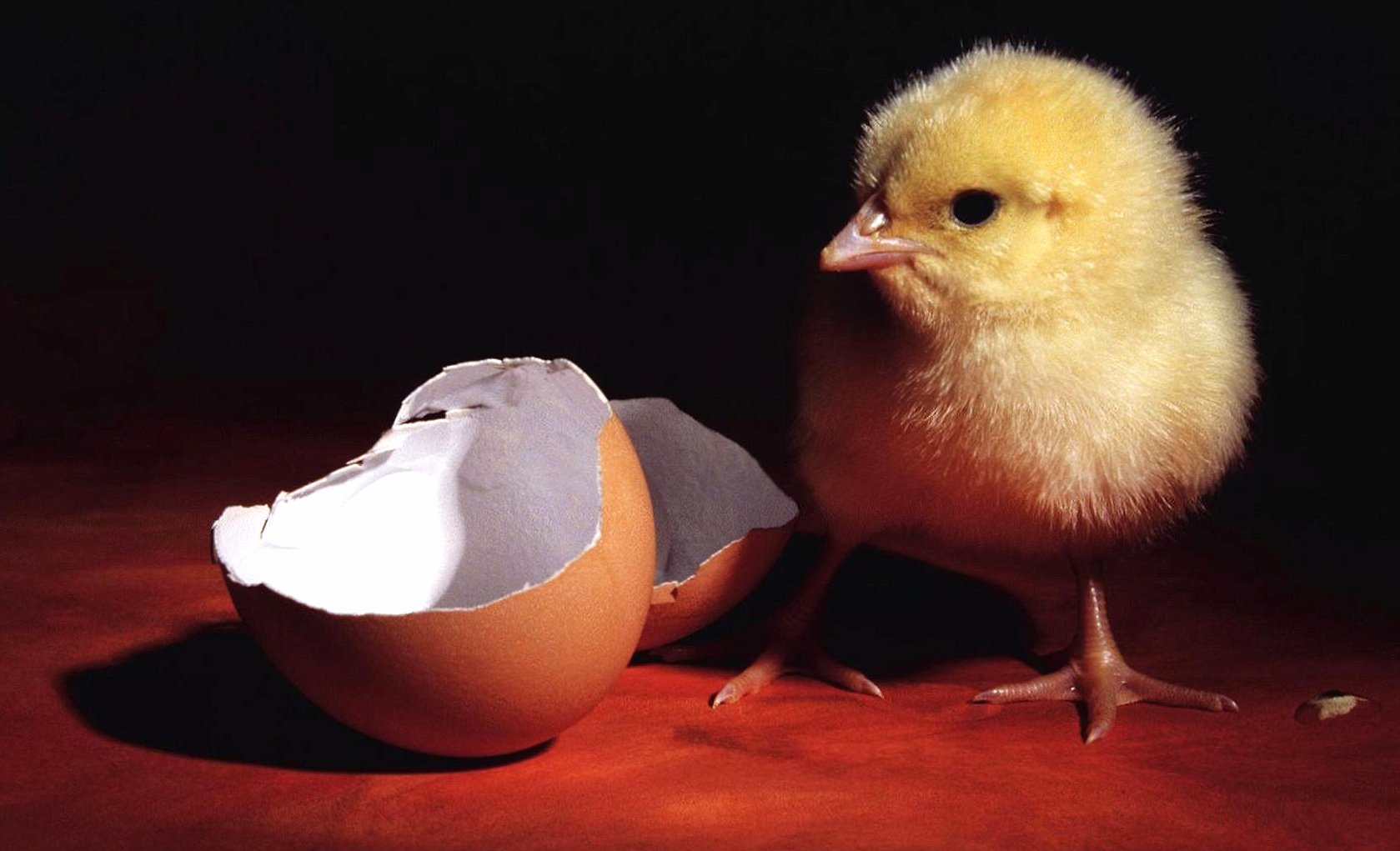 Chick and egg at 640 x 960 iPhone 4 size wallpapers HD quality