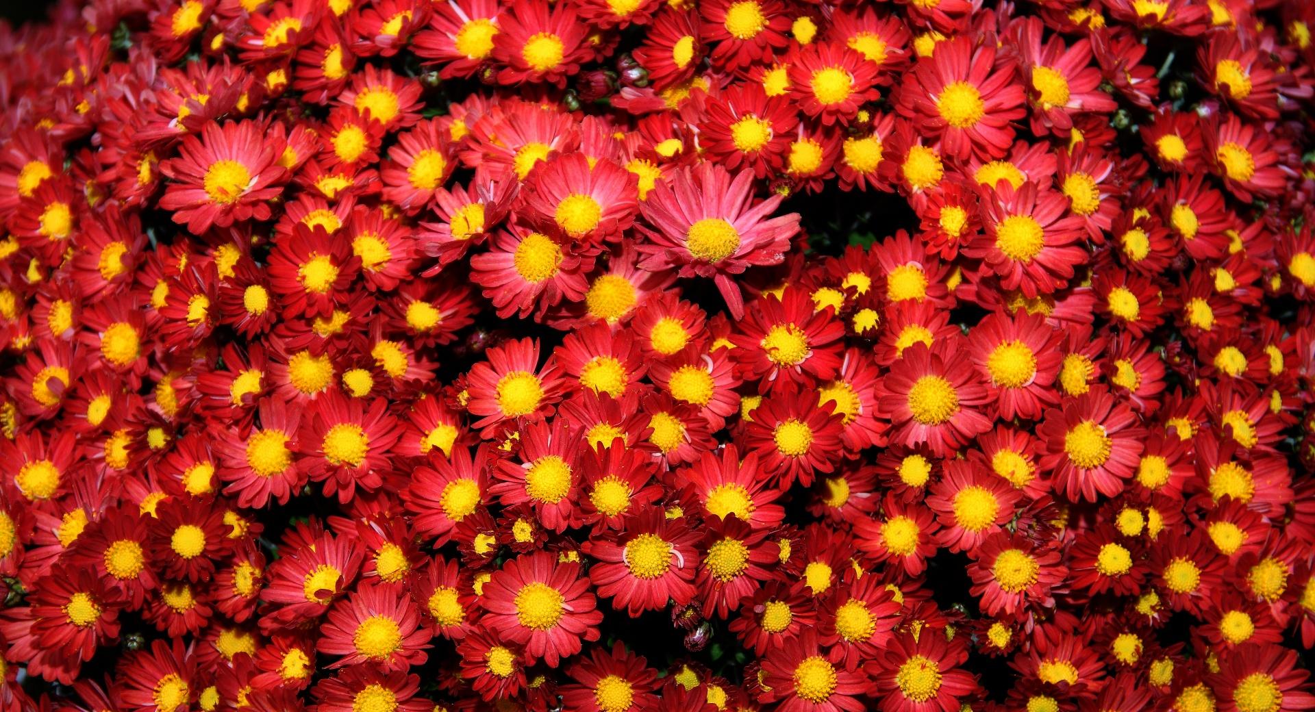 Chrysanthemums at 750 x 1334 iPhone 6 size wallpapers HD quality