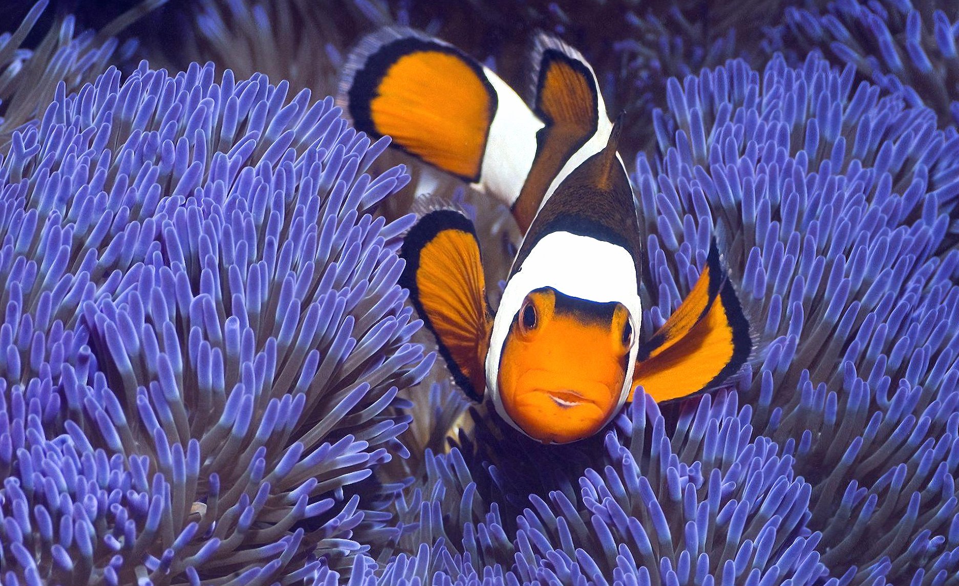 Clown fish and anemone at 1600 x 1200 size wallpapers HD quality