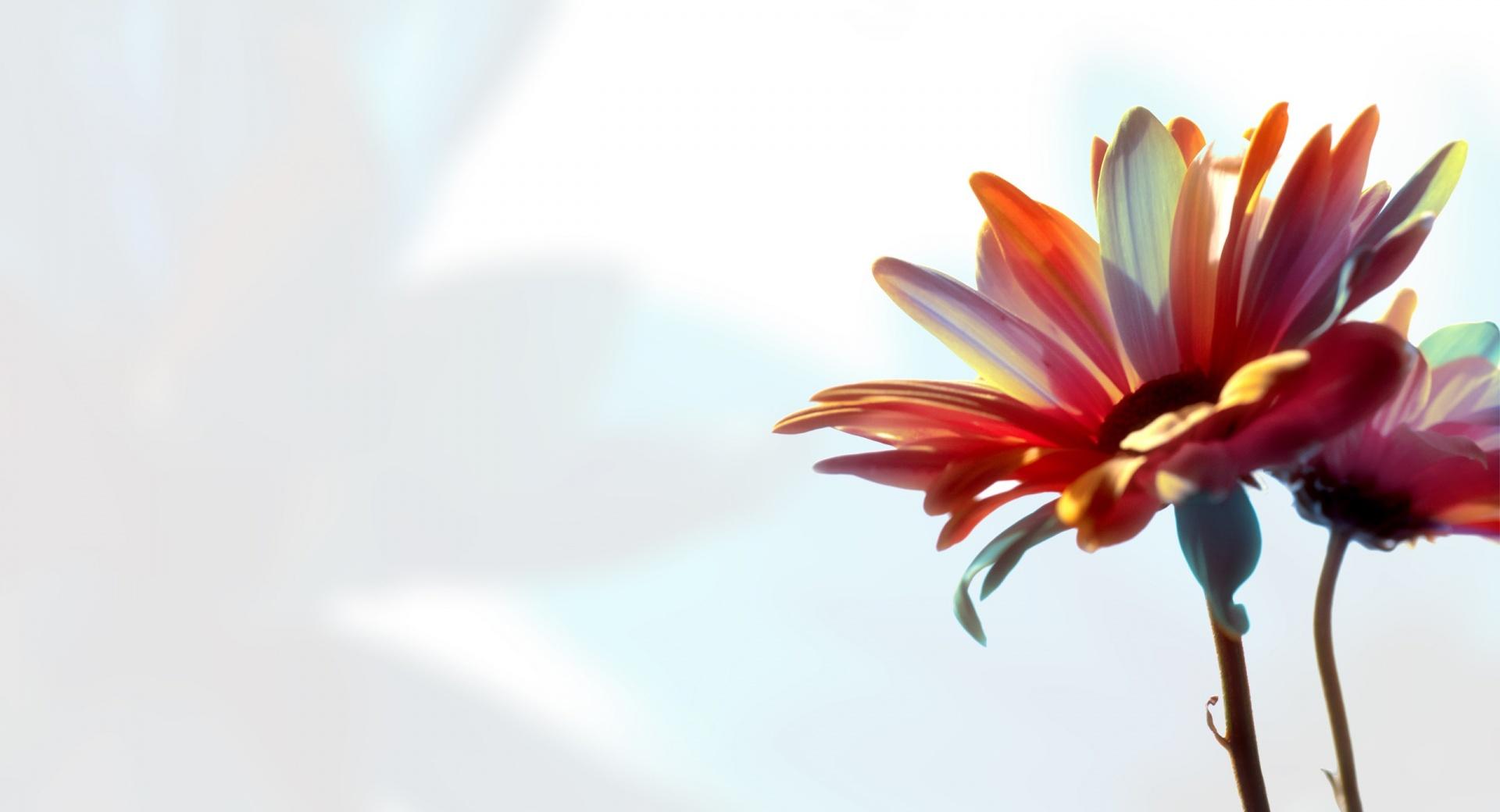 Colorful Daisy wallpapers HD quality