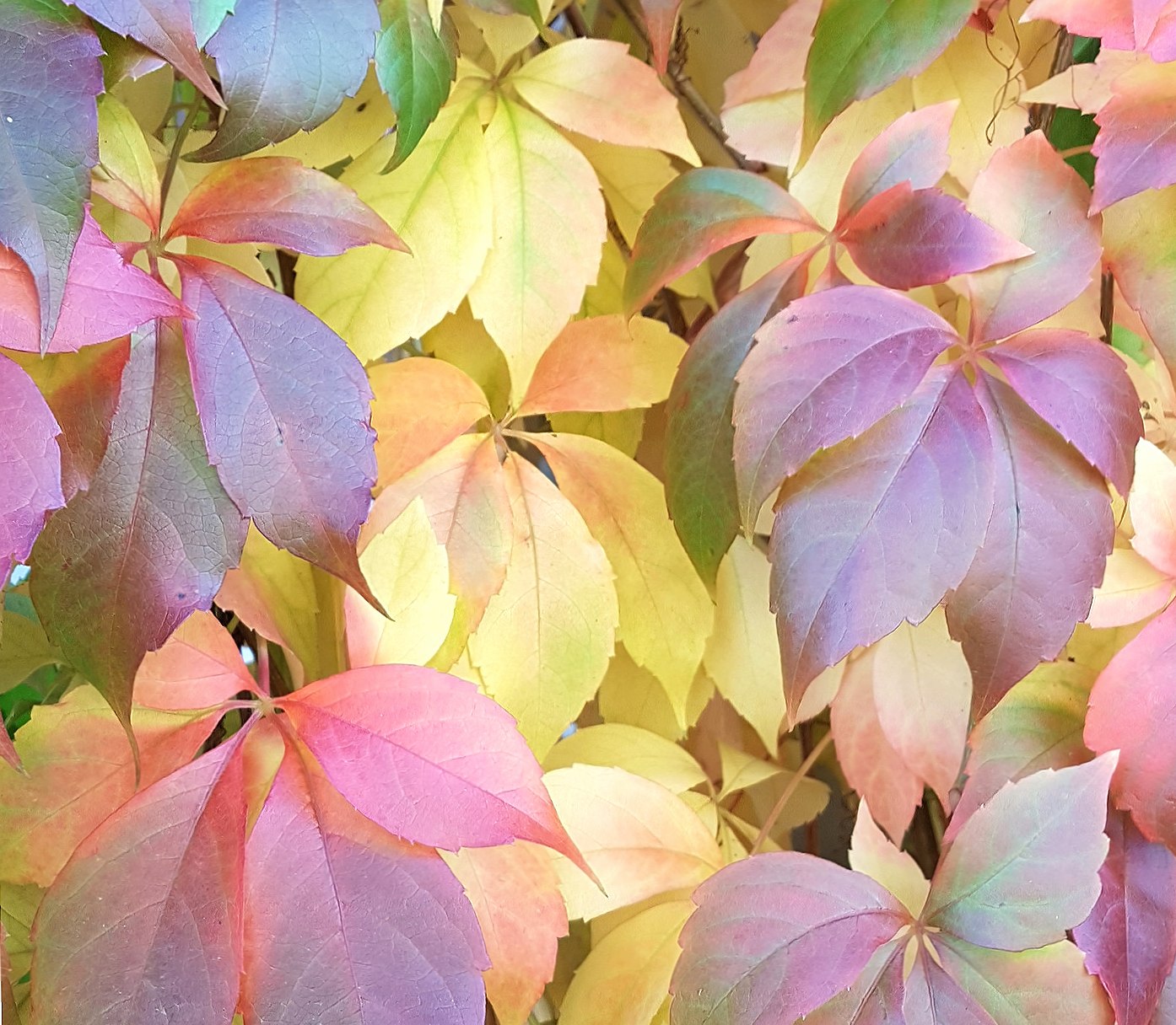 Colorful leaves at 2048 x 2048 iPad size wallpapers HD quality