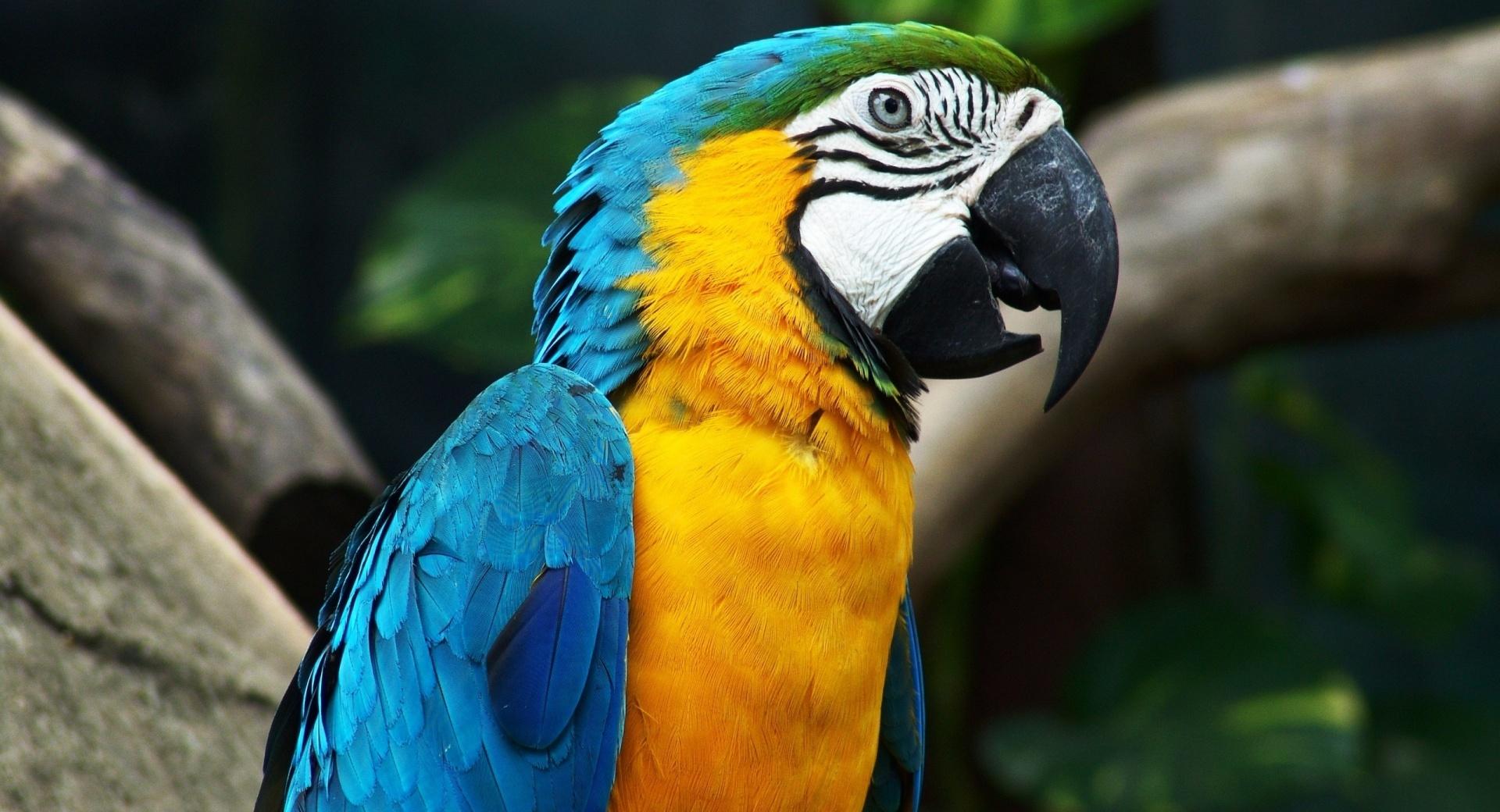 Colorful Parrot at 2048 x 2048 iPad size wallpapers HD quality